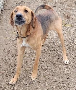 LINK 007-26, ADOPTABLE, Adult Male Coonhound.