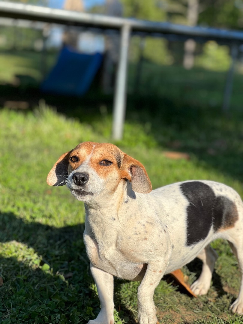 Sharon Weiss, Adoptable, Adult Female Jack Russell Terrier.