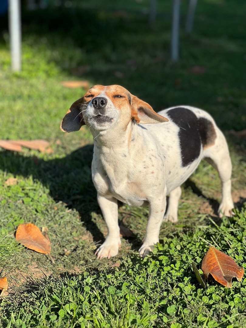 Sharon Weiss, a Adoptable mixed breed in Athens, TN image 2/15