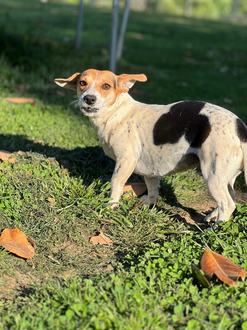 Sharon Weiss, a Adoptable mixed breed in Athens, TN image 4/15