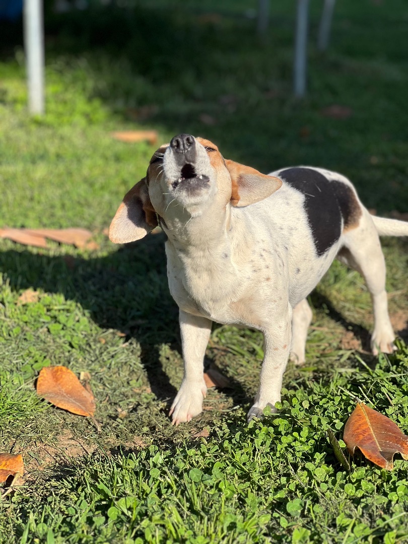 Sharon Weiss, a Adoptable mixed breed in Athens, TN image 5/15