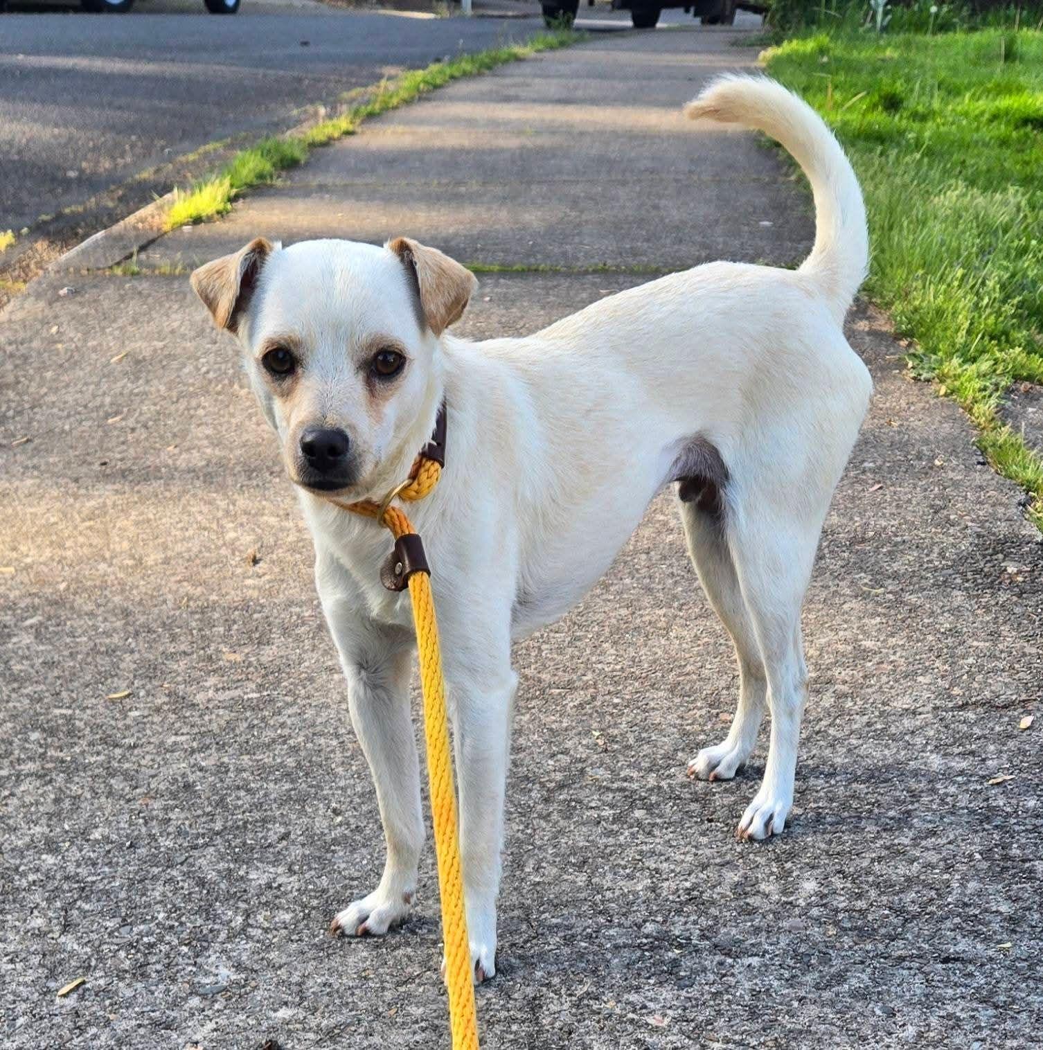 Jace, ADOPTABLE, Adult Male Chihuahua & Whippet.