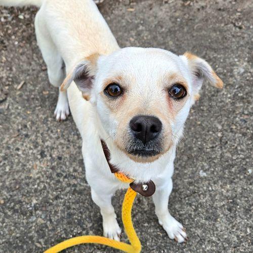 Enlarge Jace, a ADOPTABLE mixed breed in Eugene, OR image 2/3