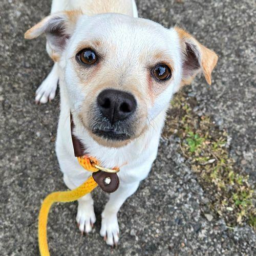 Enlarge Jace, a ADOPTABLE mixed breed in Eugene, OR image 3/3