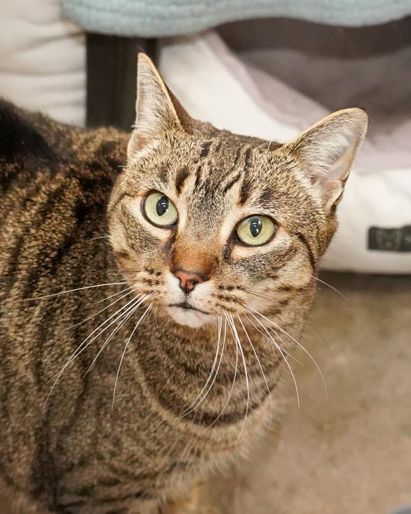 Luna, Adoptable, Adult Female Domestic Short Hair.