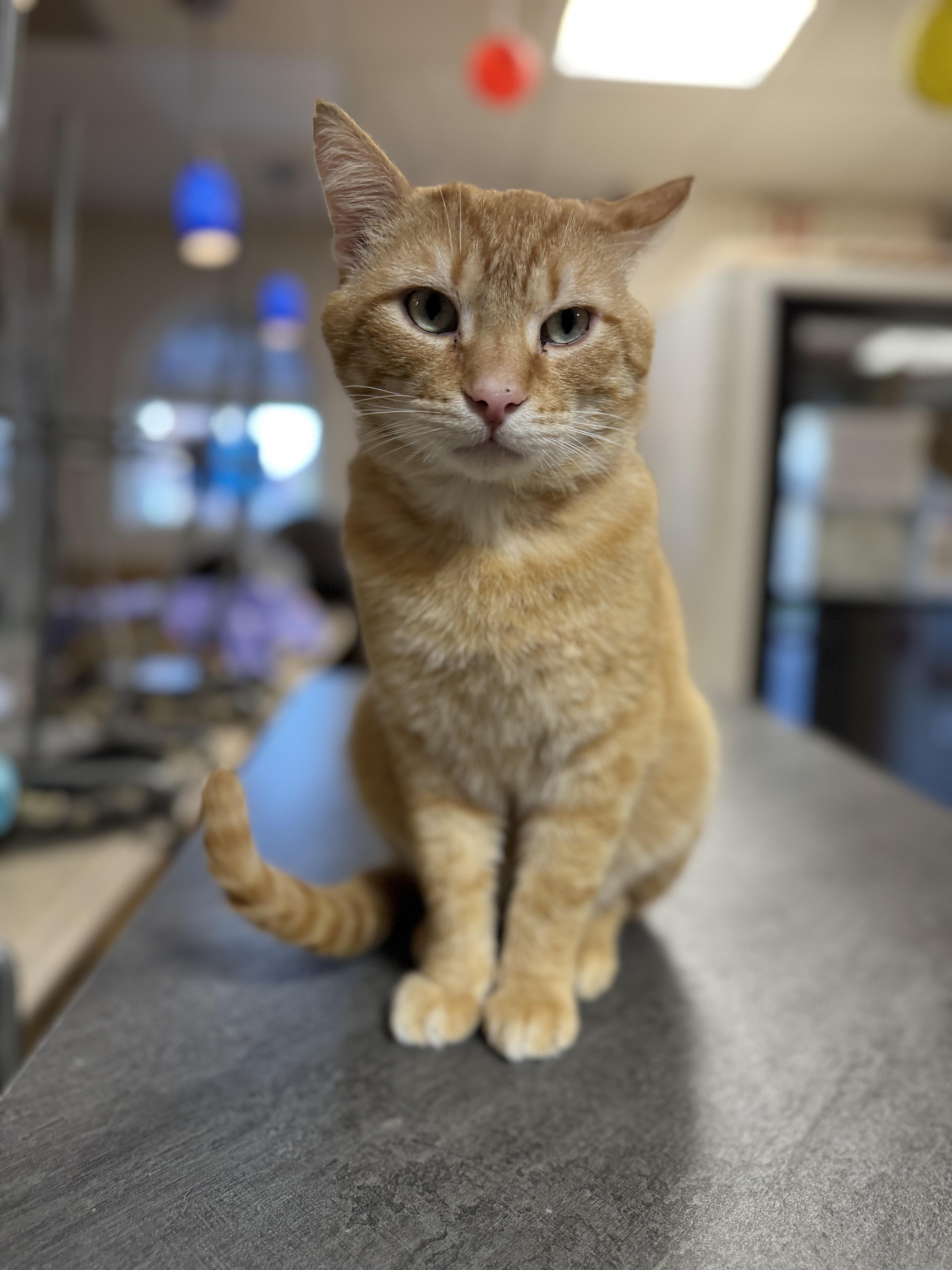 Tau, a Adoptable Domestic Short Hair in Erie, PA image 1/2