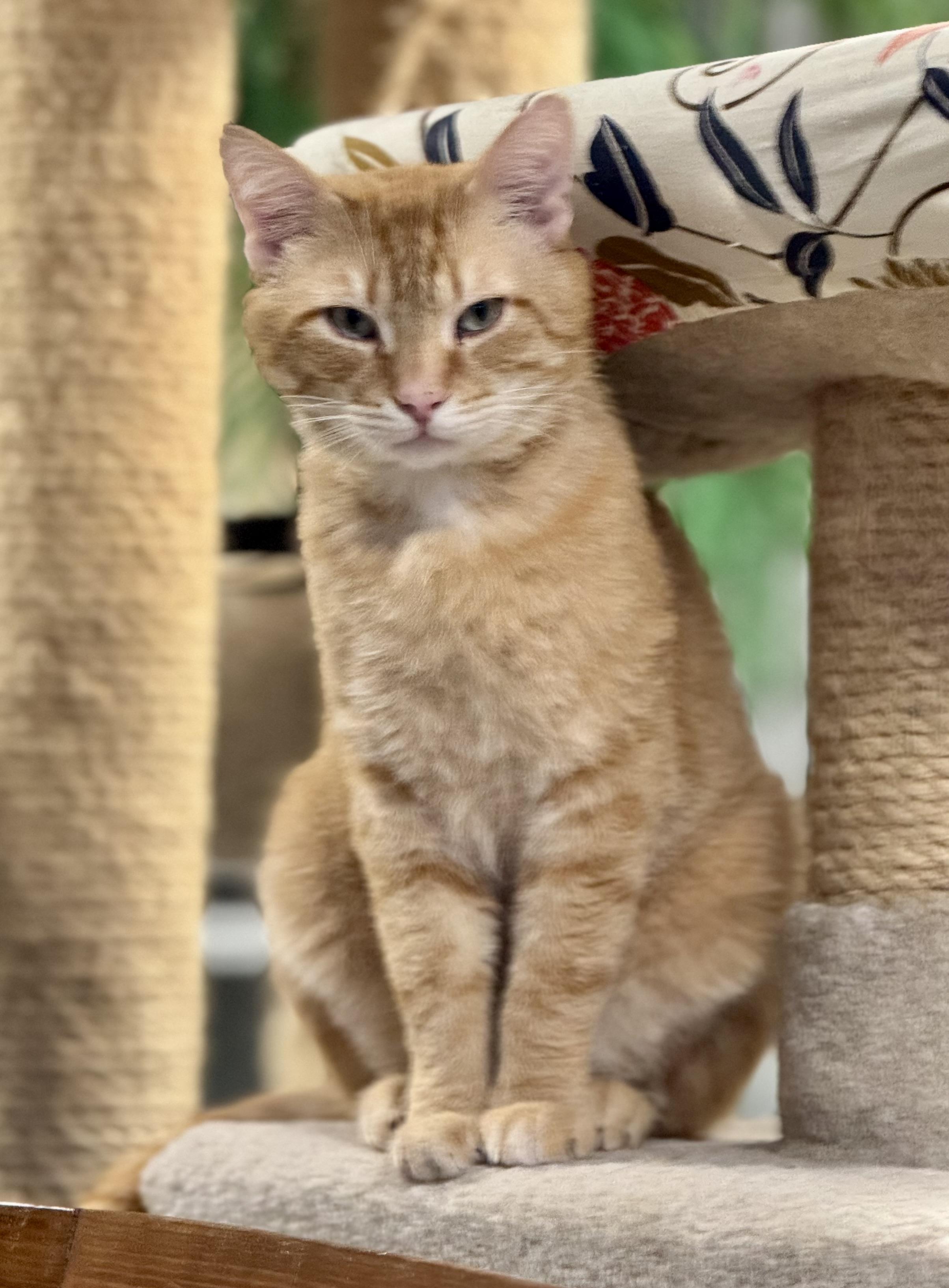 Tau, a Adoptable Domestic Short Hair in Erie, PA image 2/2