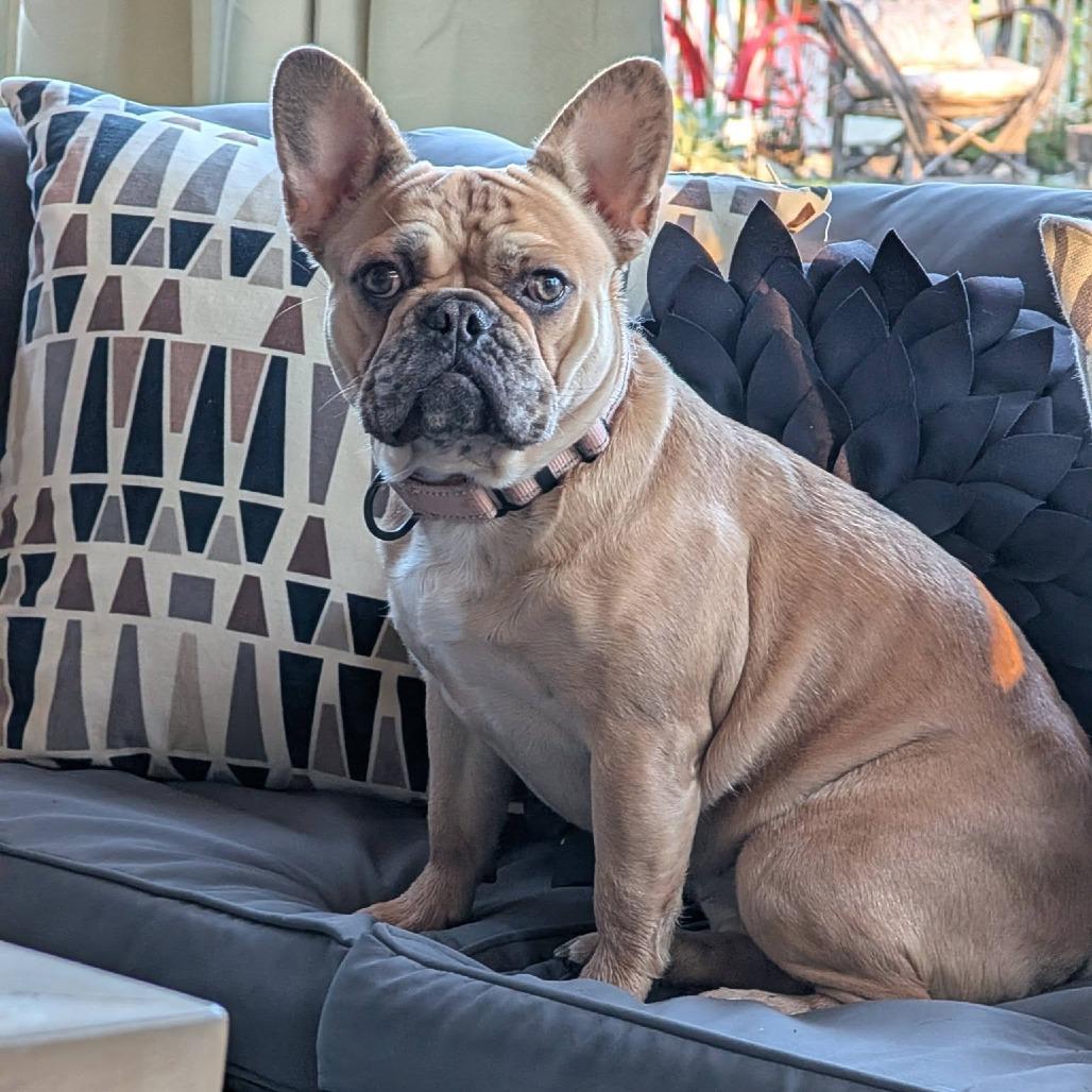 Mocha, Adoptable, Young Female French Bulldog.