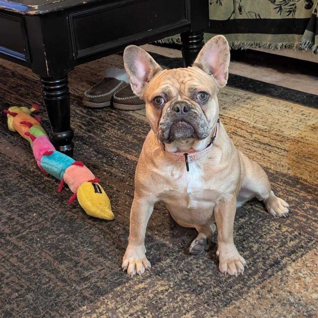 Enlarge Mocha, a Adoptable French Bulldog in Huber Heights, OH image 2/6