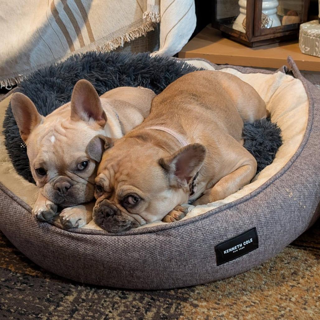 Enlarge Mocha, a Adoptable French Bulldog in Huber Heights, OH image 3/6