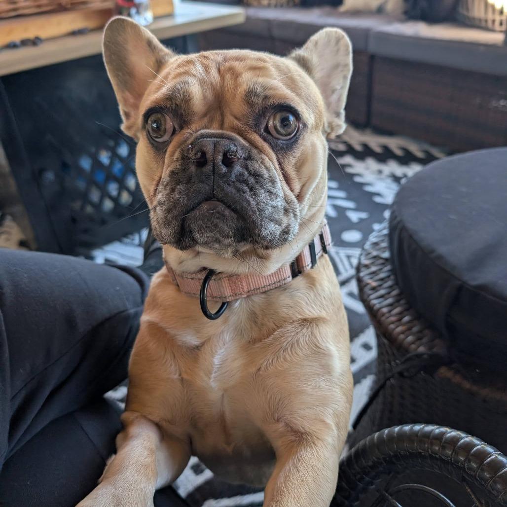 Enlarge Mocha, a Adoptable French Bulldog in Huber Heights, OH image 4/6