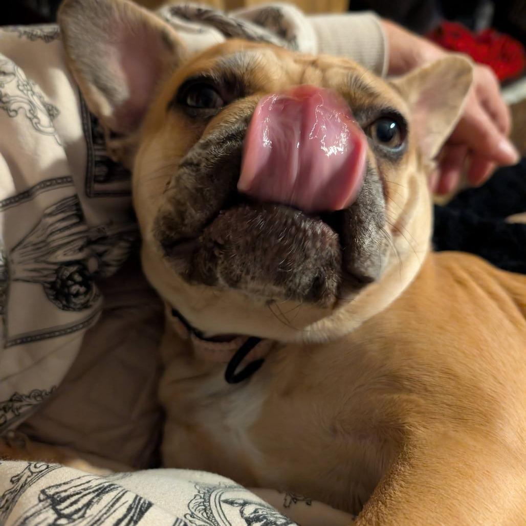 Enlarge Mocha, a Adoptable French Bulldog in Huber Heights, OH image 5/6