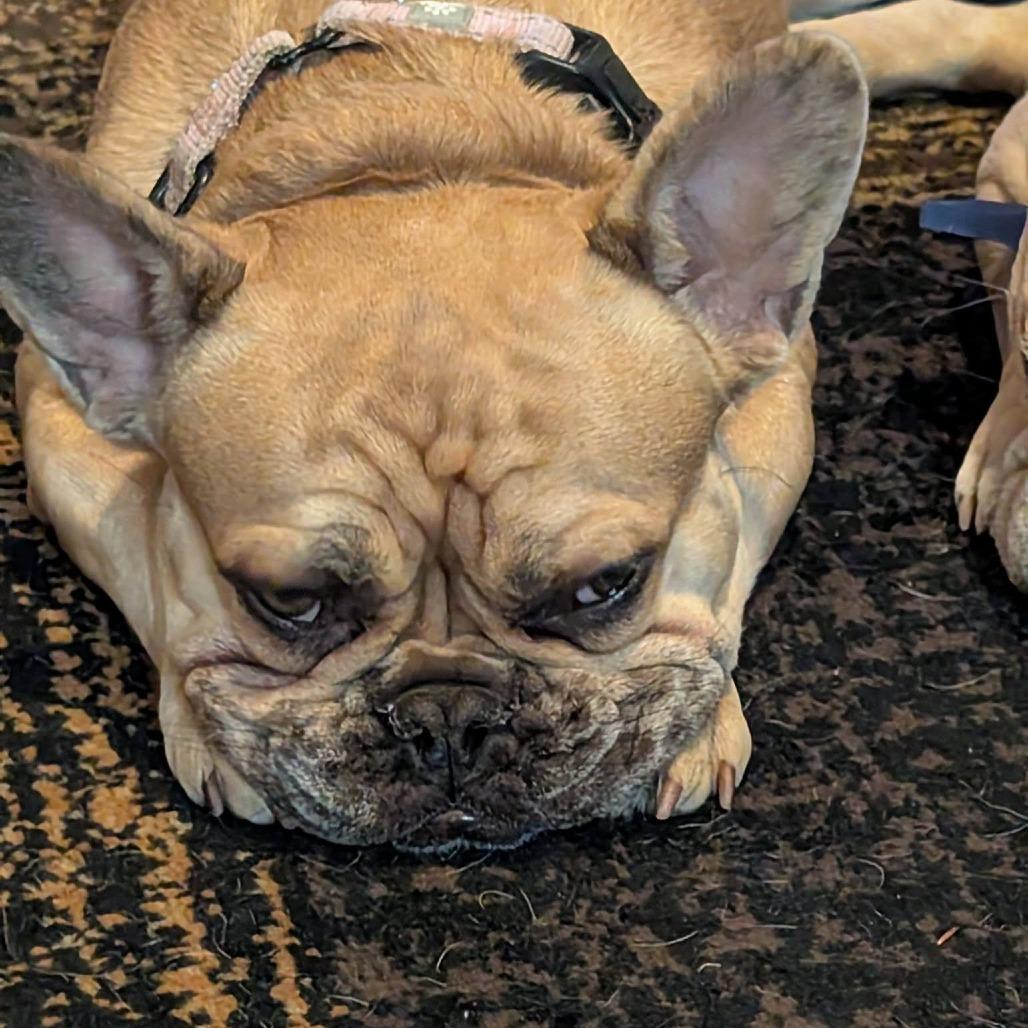 Enlarge Mocha, a Adoptable French Bulldog in Huber Heights, OH image 6/6