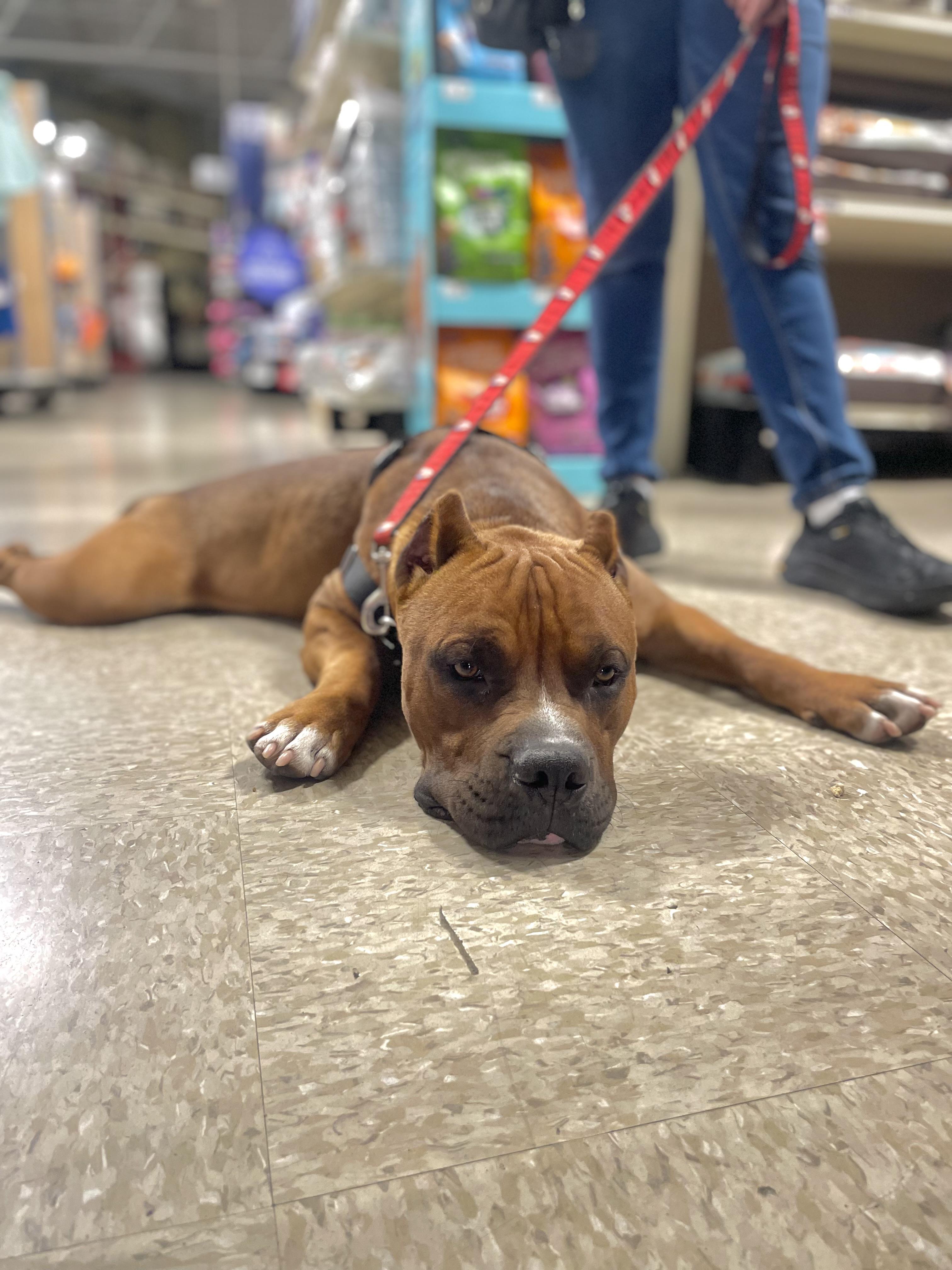 Enlarge Scooby, a ADOPTABLE mixed breed in Chandler, AZ image 3/4