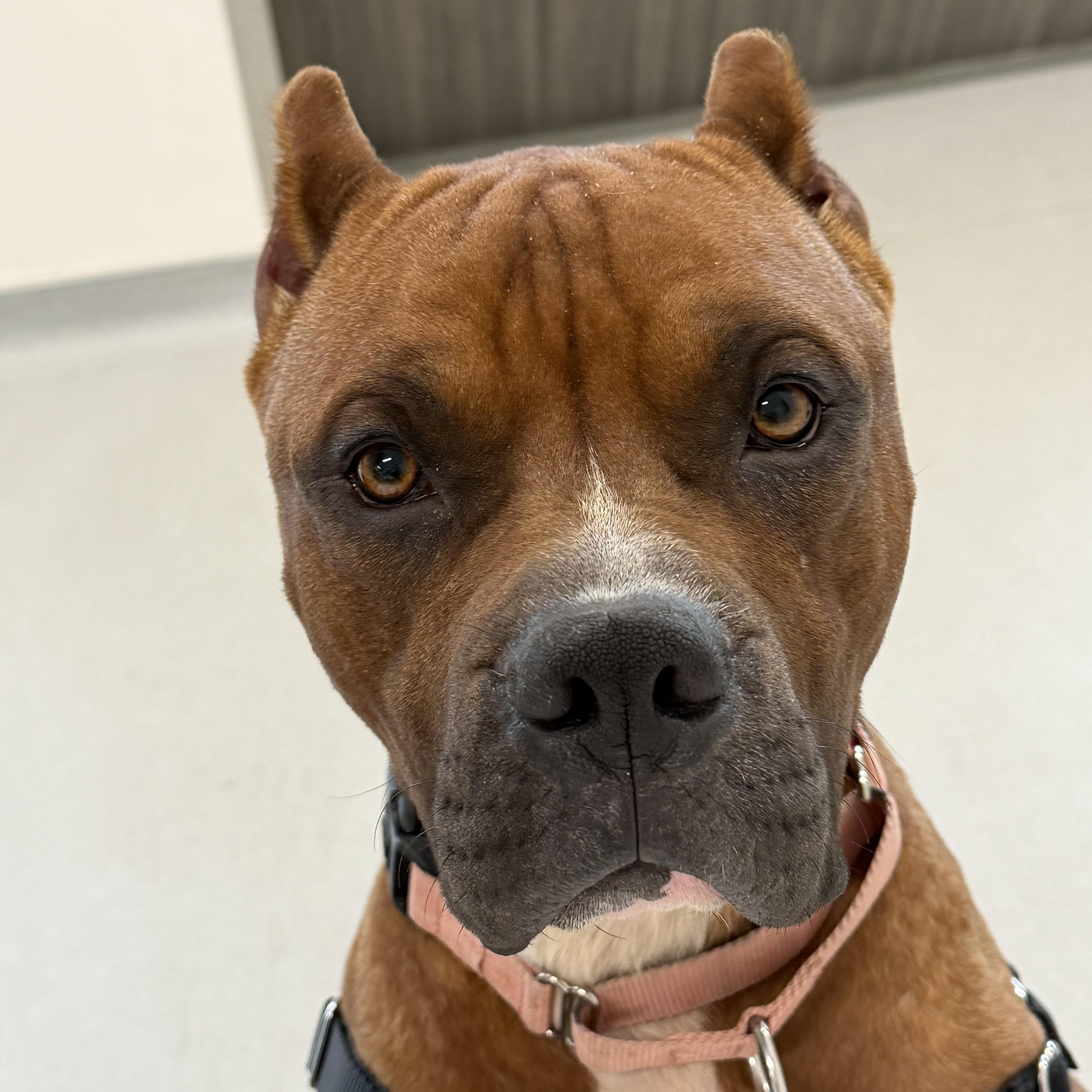 Scooby, ADOPTABLE, Adult Male American Staffordshire Terrier & Boxer.