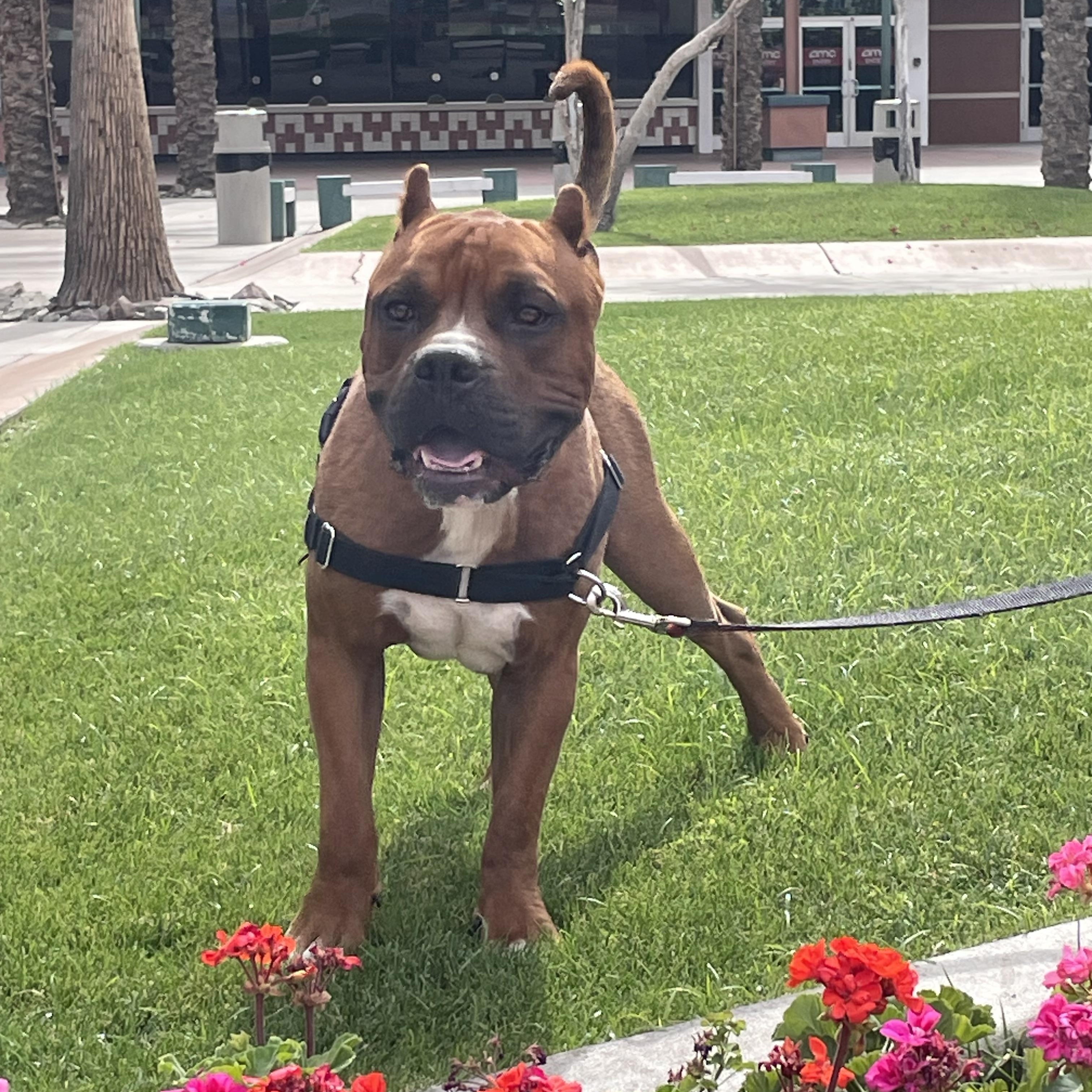 Enlarge Scooby, a ADOPTABLE mixed breed in Chandler, AZ image 4/4