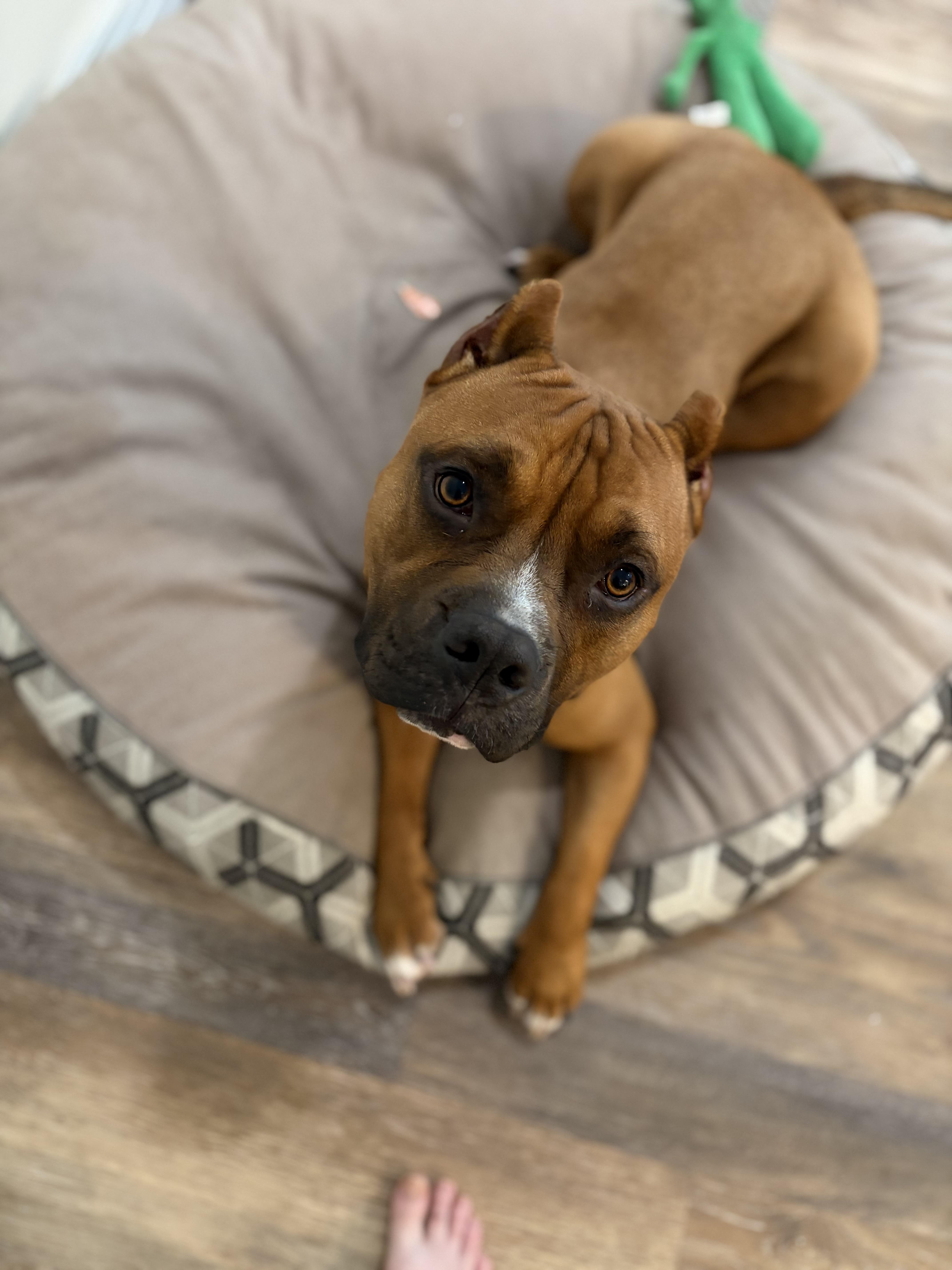 Enlarge Scooby, a ADOPTABLE mixed breed in Chandler, AZ image 6/6