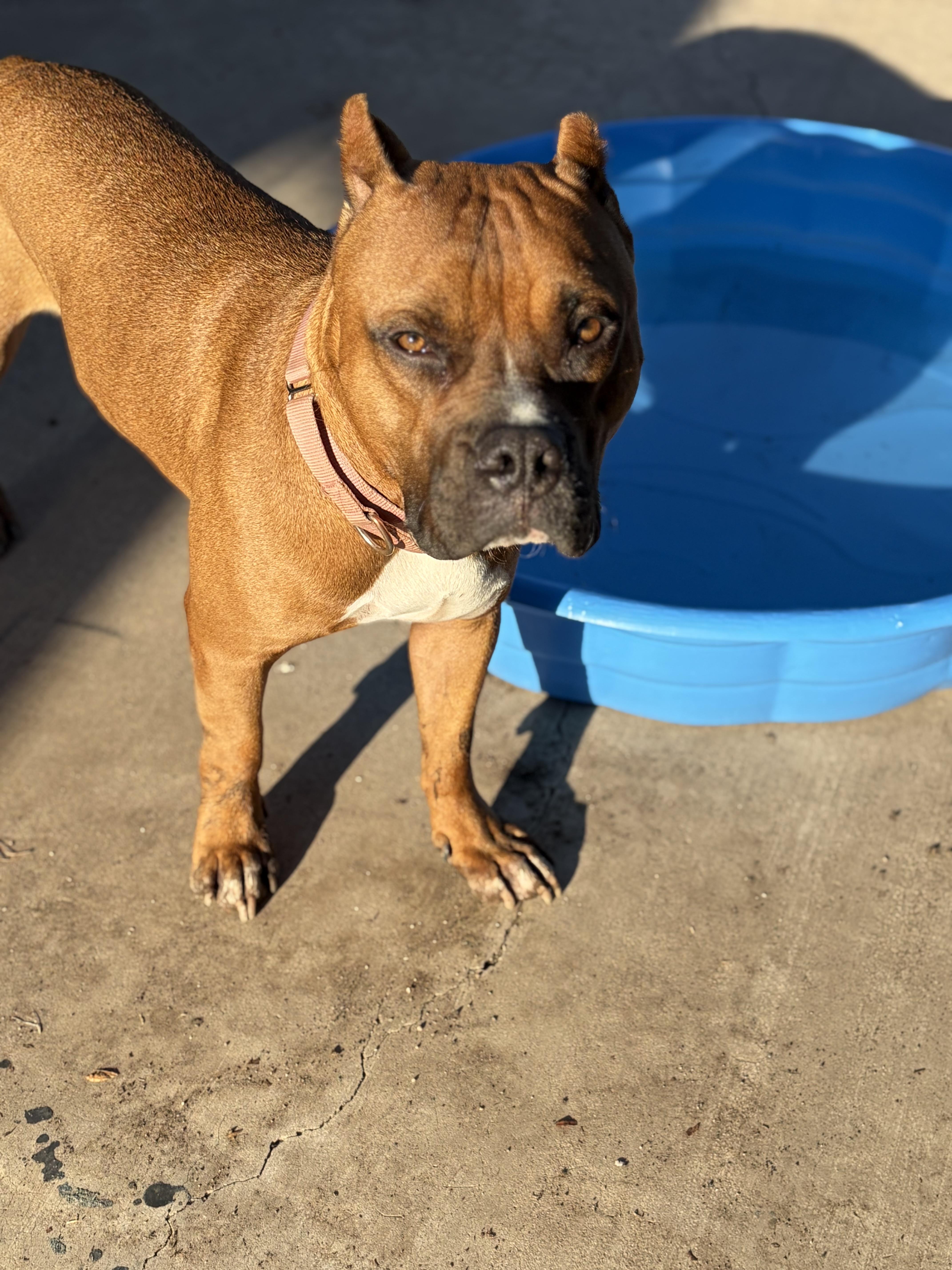 Enlarge Scooby, a ADOPTABLE mixed breed in Chandler, AZ image 5/6