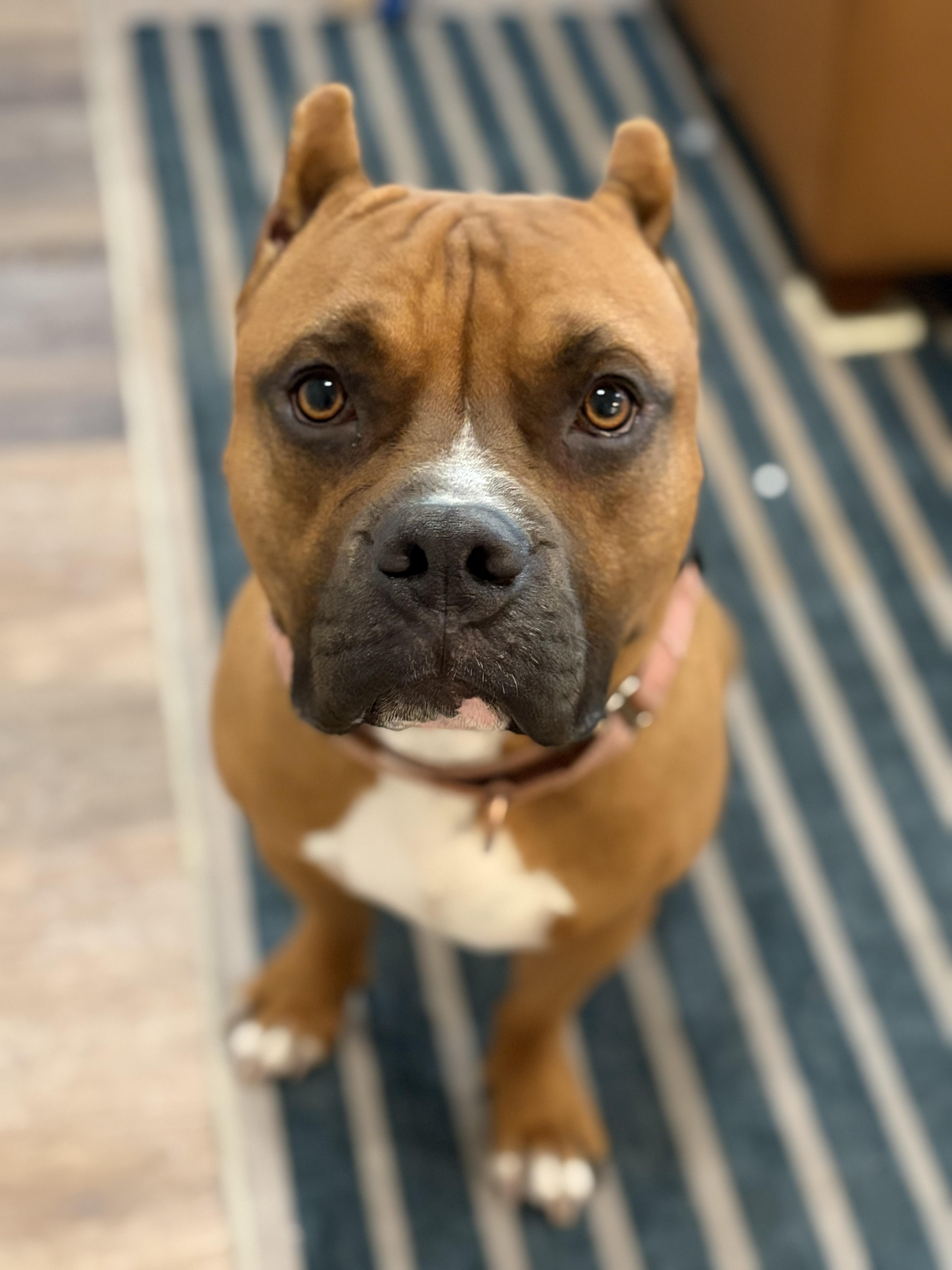 Enlarge Scooby, a ADOPTABLE mixed breed in Chandler, AZ image 1/6