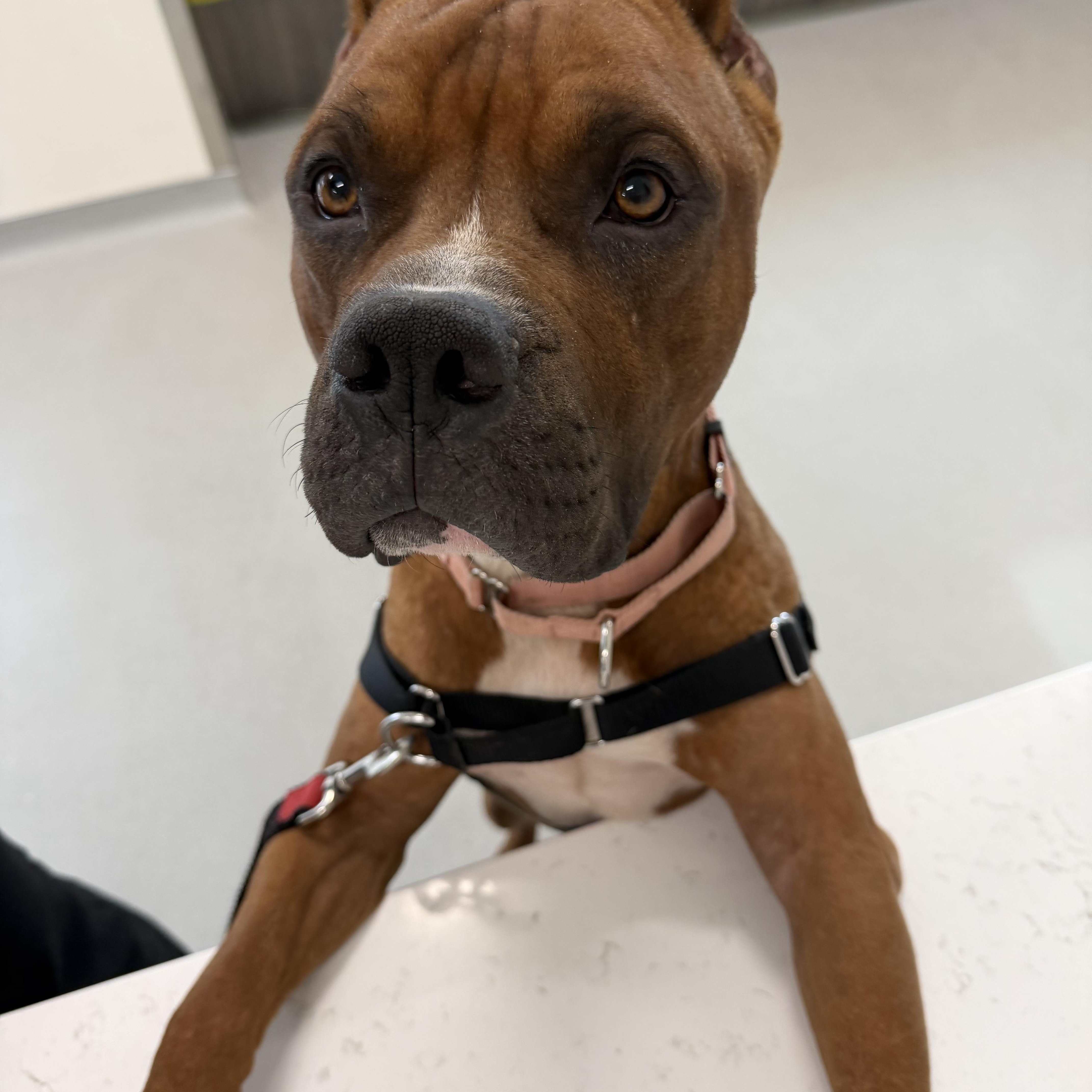 Enlarge Scooby, a ADOPTABLE mixed breed in Chandler, AZ image 2/4