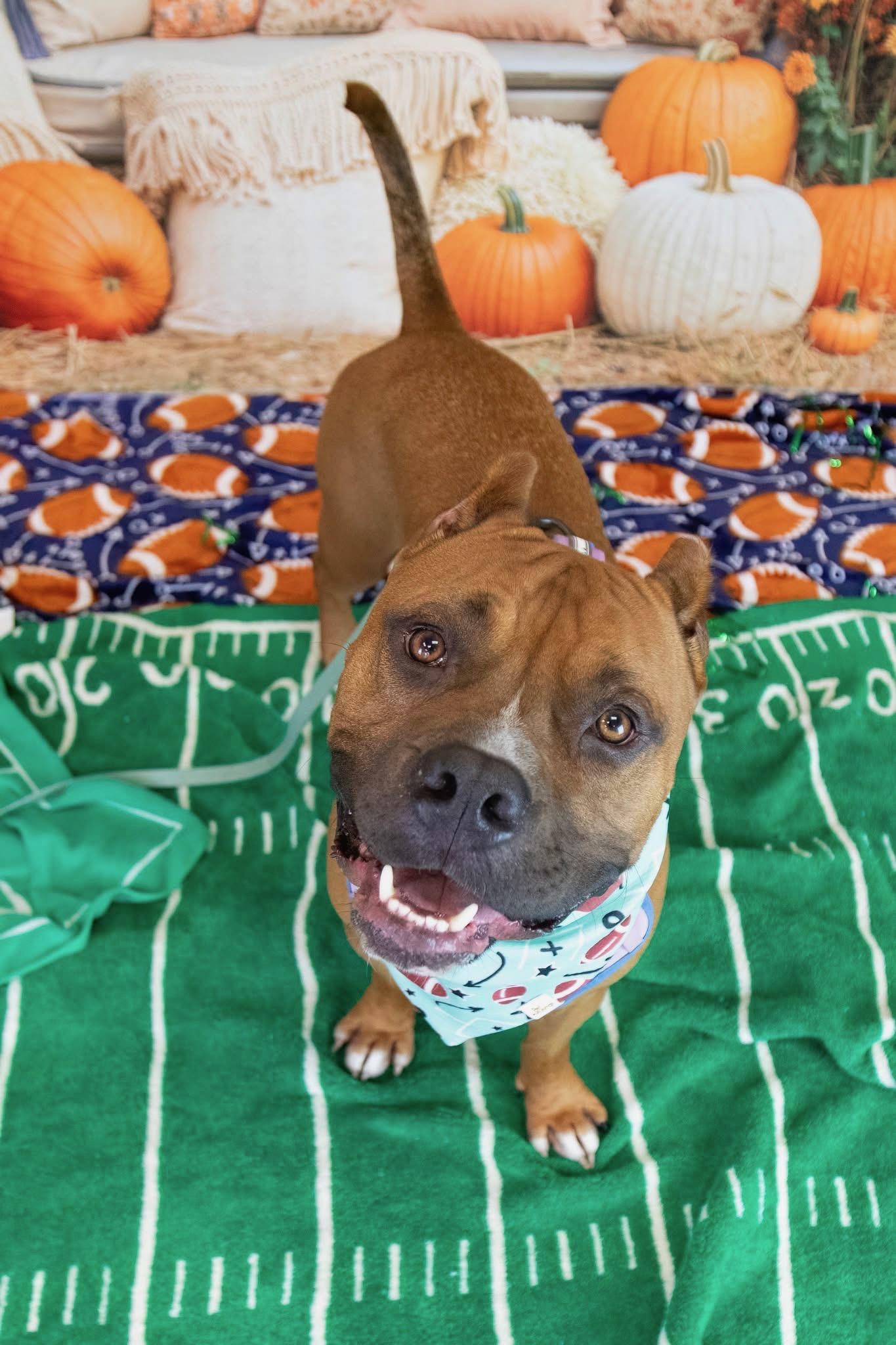 Scooby, ADOPTABLE, Adult Male American Staffordshire Terrier & Boxer.