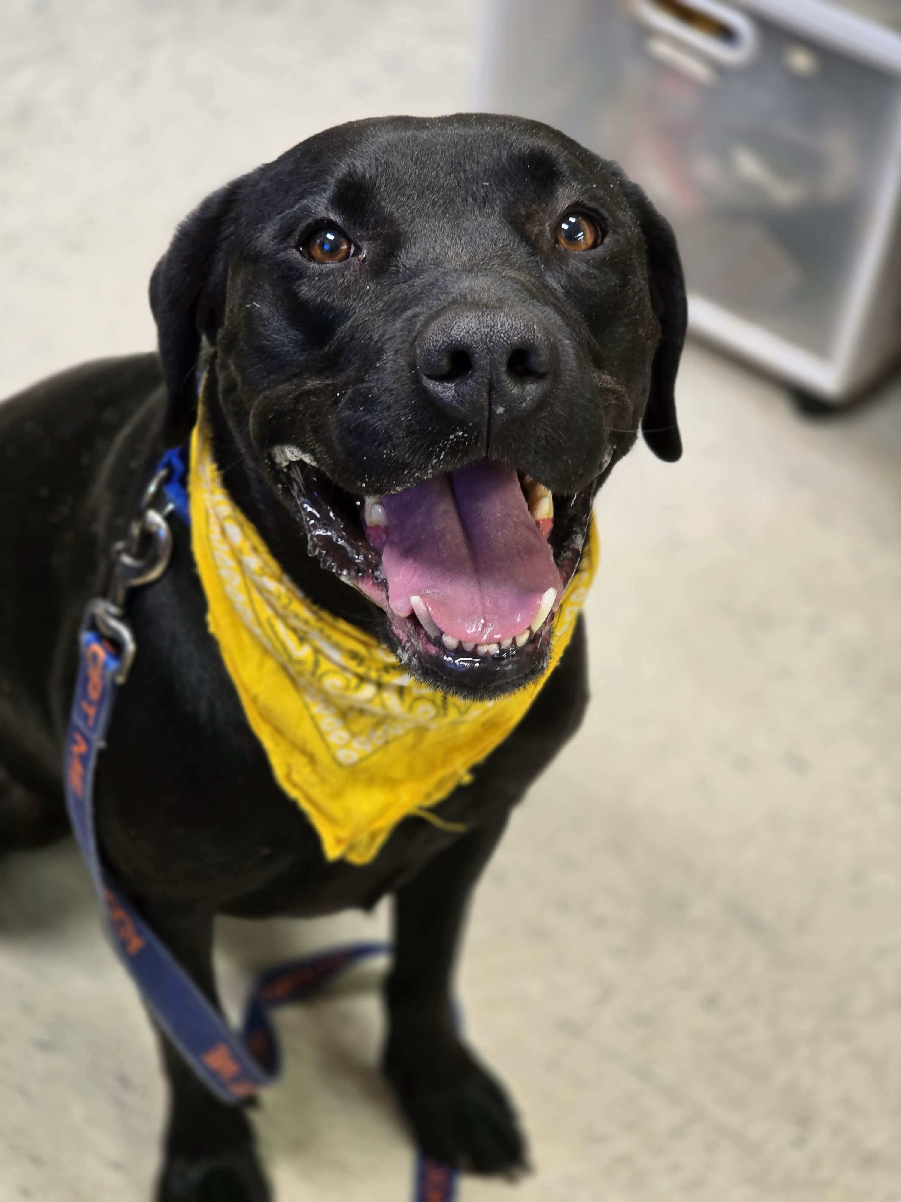 Poseidon, a ADOPTABLE mixed breed in Grants Pass, OR image 3/5