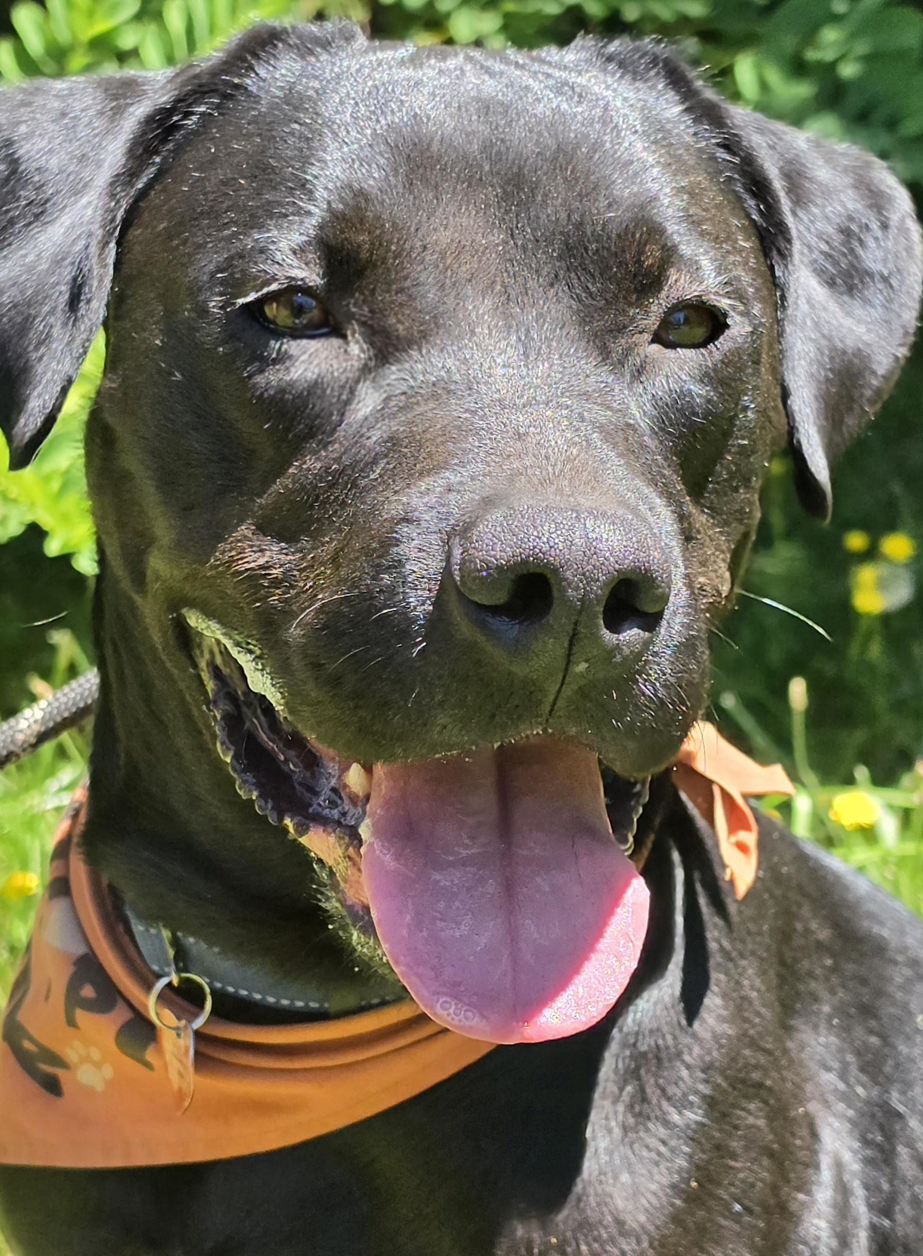 Poseidon, ADOPTABLE, Adult Male Black Labrador Retriever & Mixed Breed.
