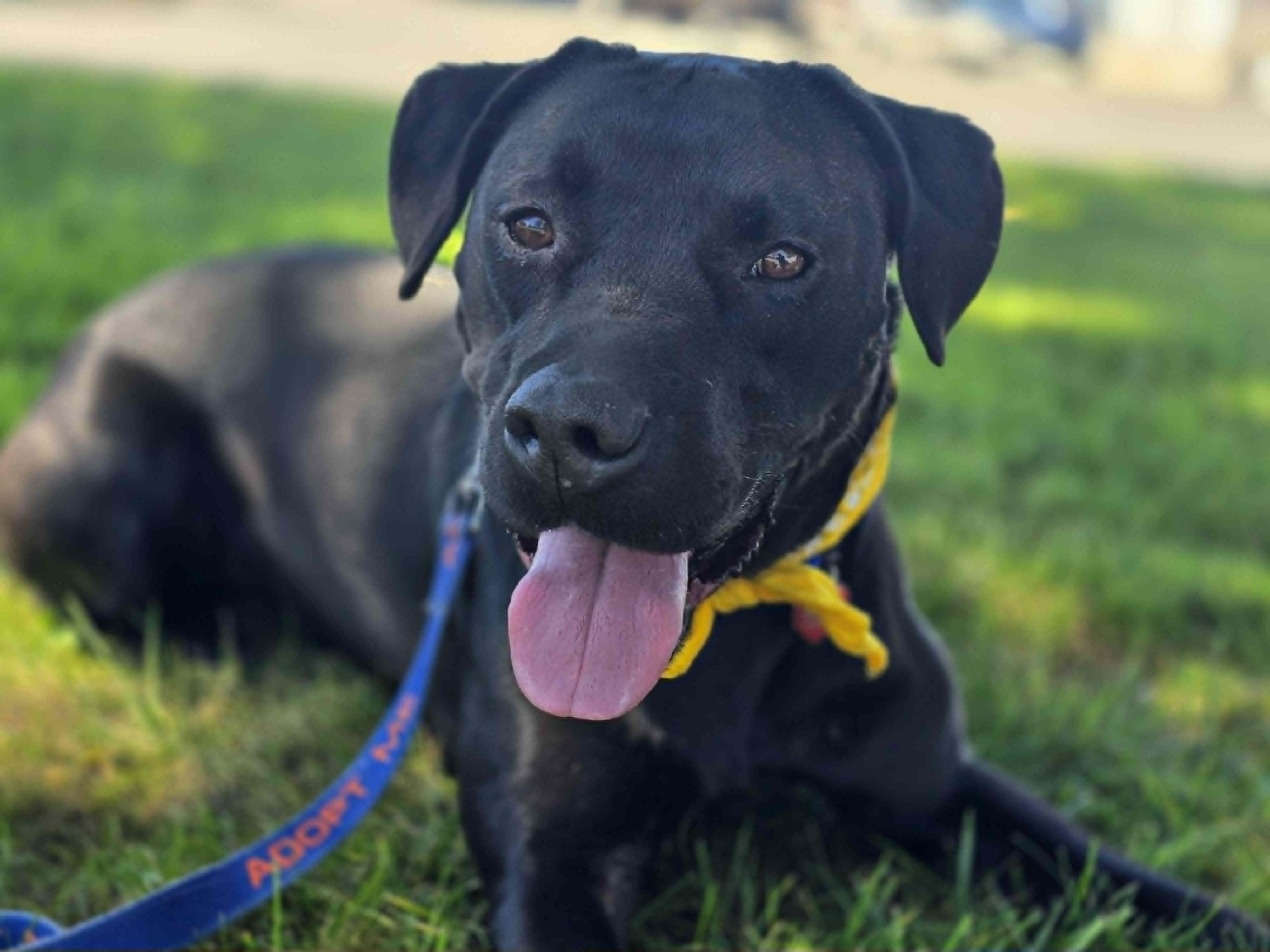 Poseidon, a ADOPTABLE mixed breed in Grants Pass, OR image 5/5
