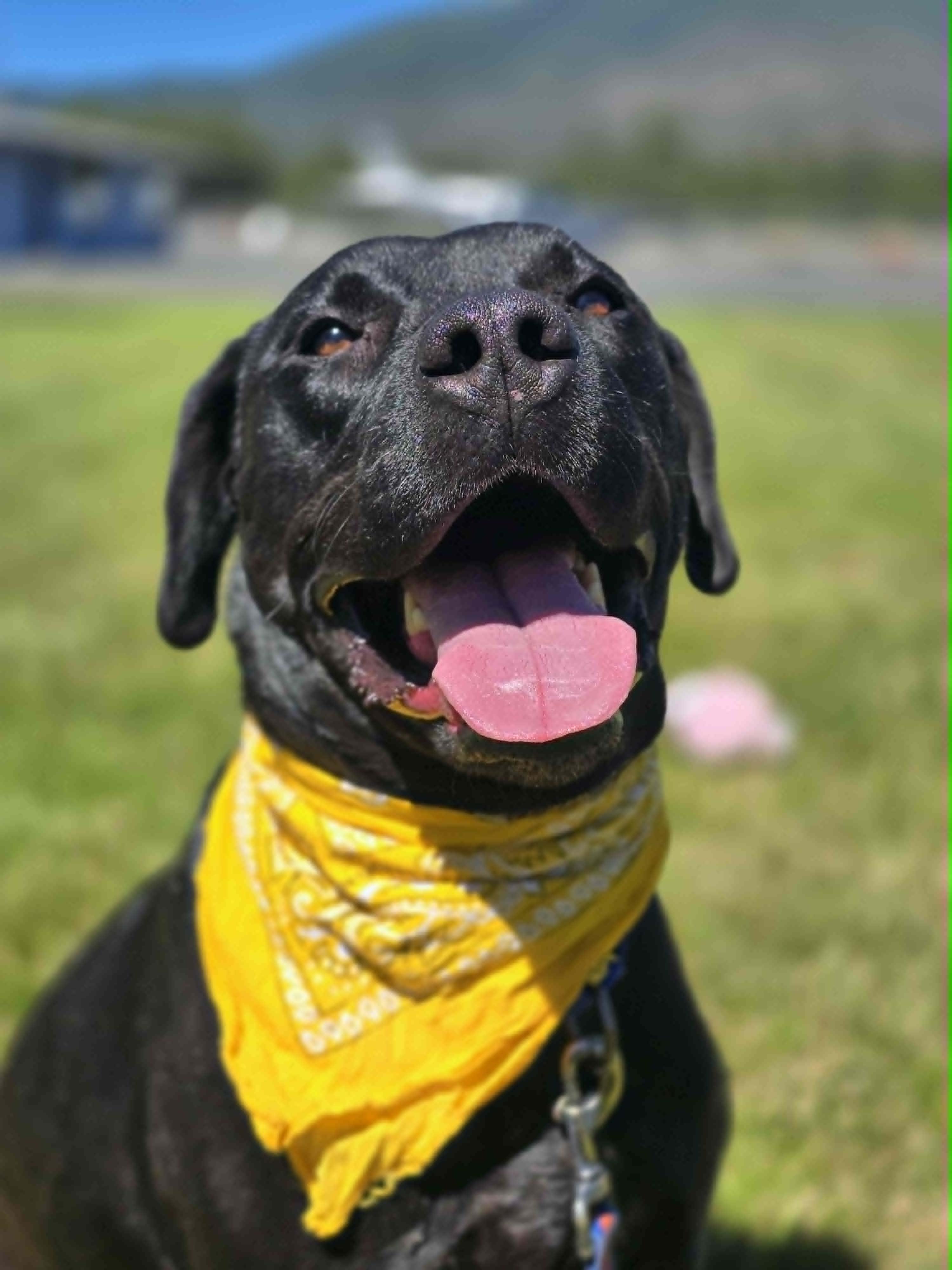 Poseidon, a ADOPTABLE mixed breed in Grants Pass, OR image 4/5