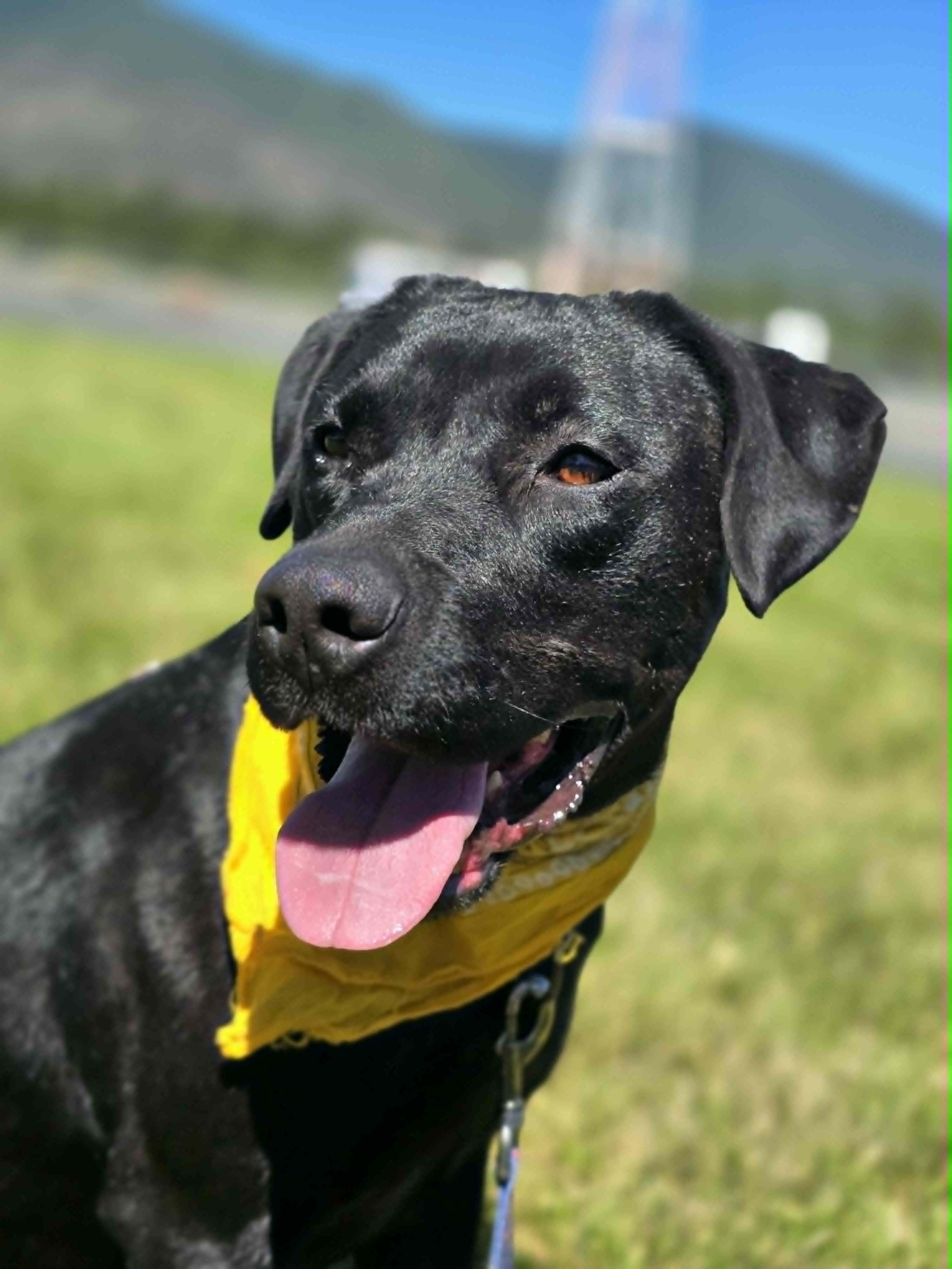 Poseidon, a ADOPTABLE mixed breed in Grants Pass, OR image 2/5