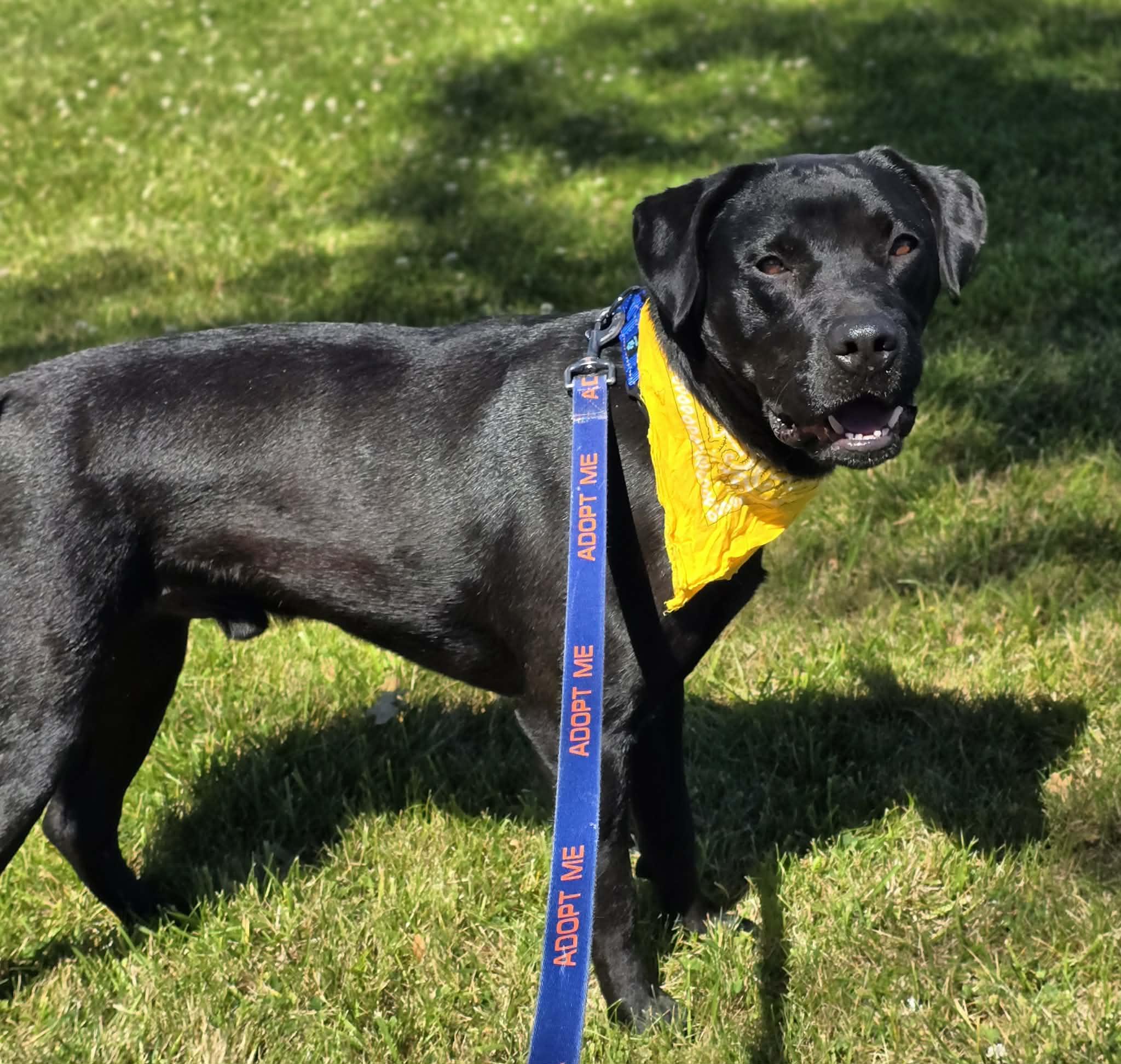 Poseidon, ADOPTABLE, Adult Male Black Labrador Retriever & Mixed Breed.