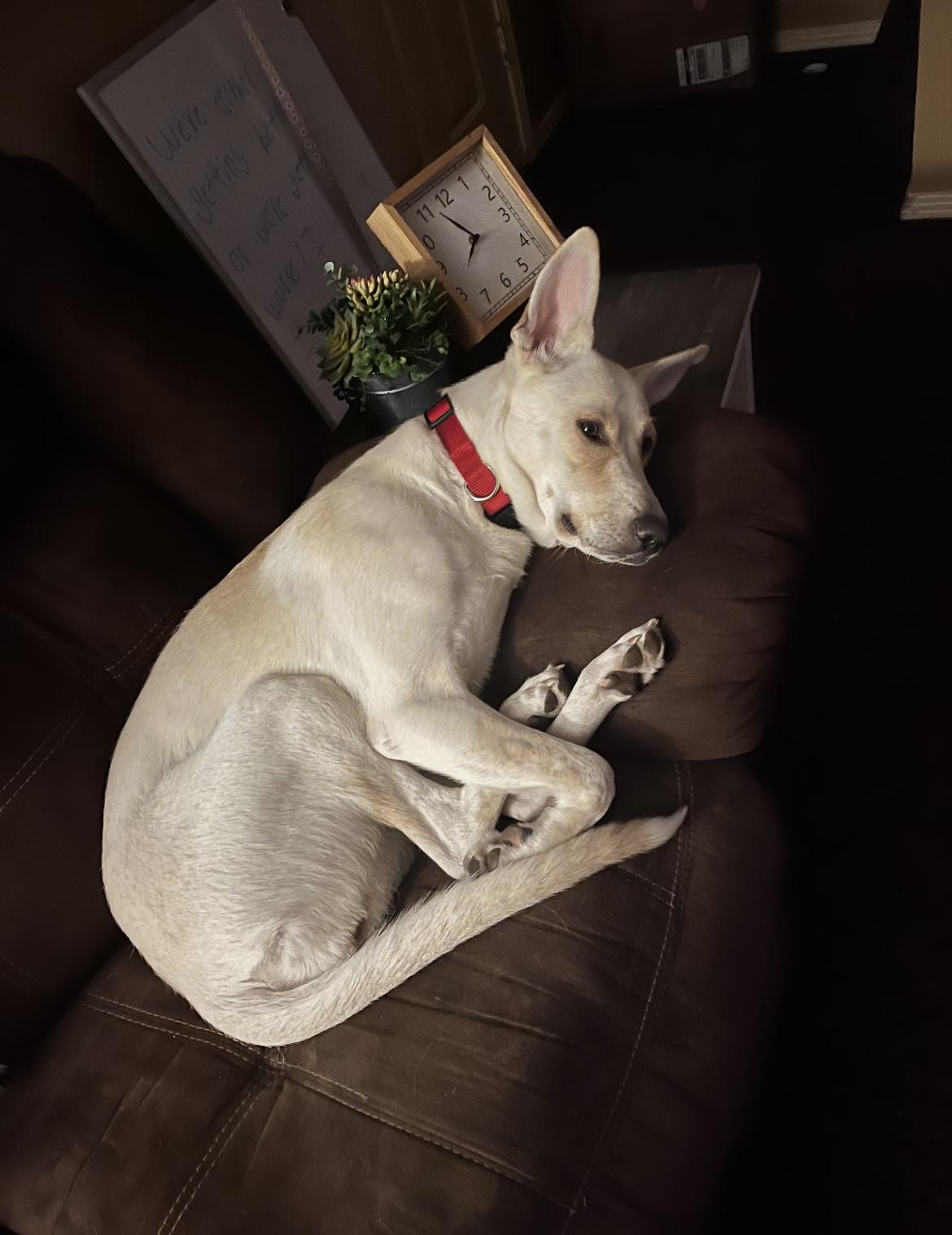 Nola ~tripawd~ photo 2