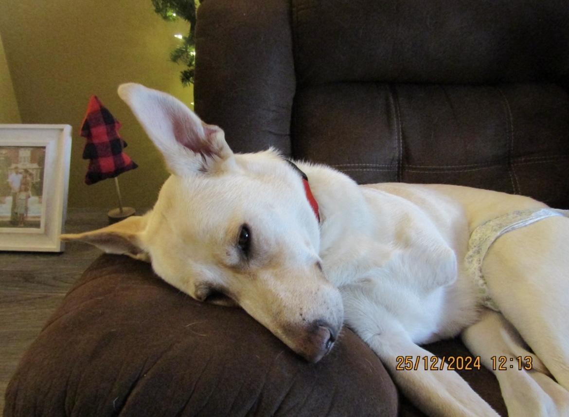 Nola ~tripawd~ photo 3