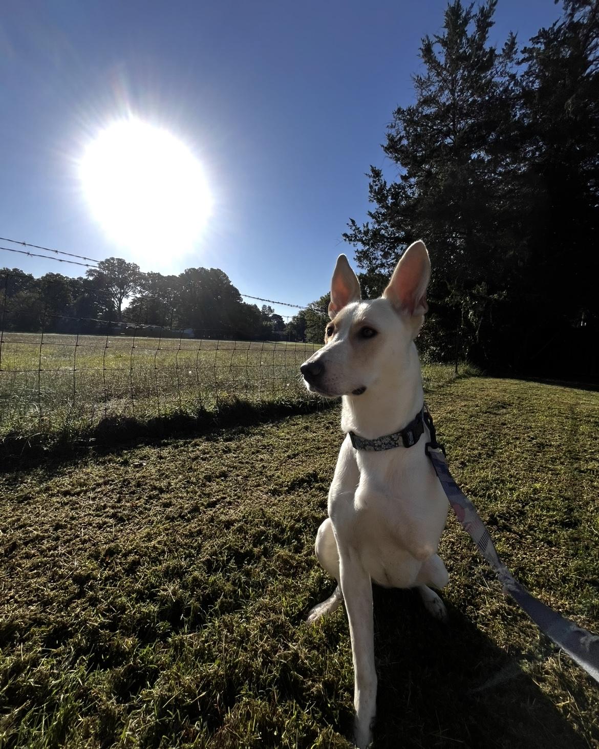 Nola ~tripawd~ photo 5