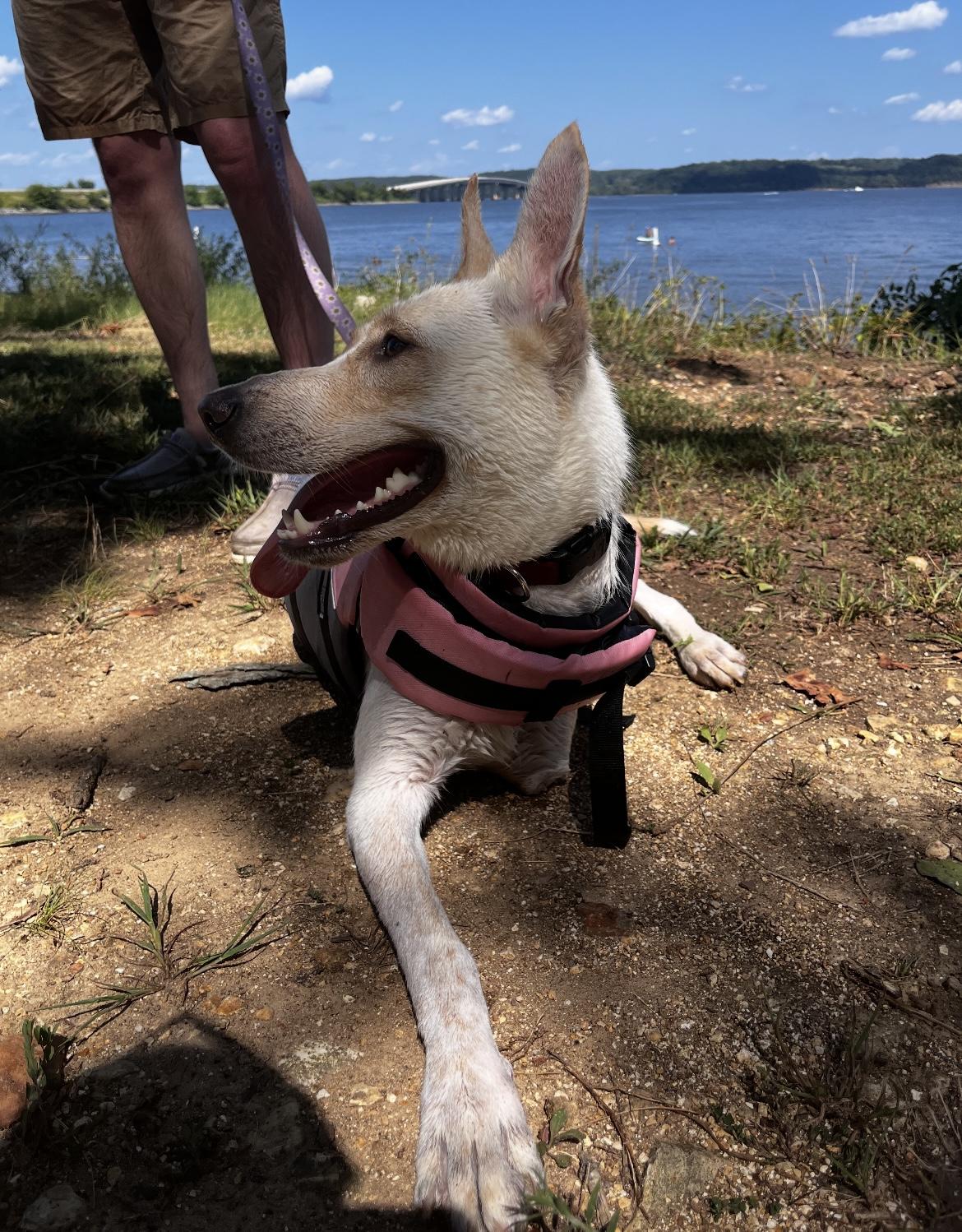Nola ~tripawd~, Adult Female Labrador Retriever