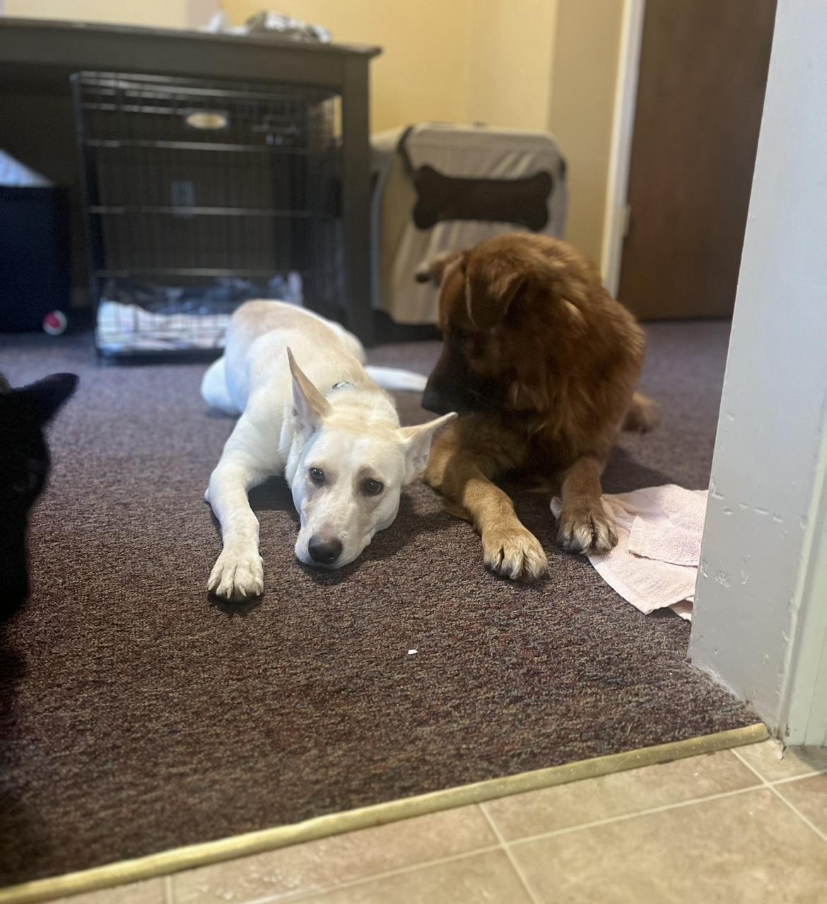 Nola ~tripawd~ photo 6