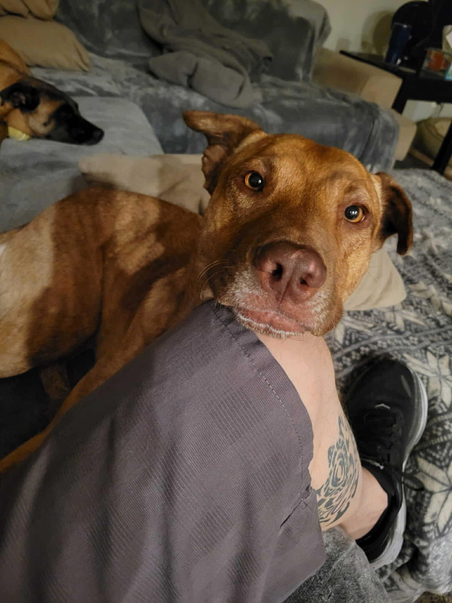 Evie (Snickers), a Adoptable mixed breed in Glendale, AZ image 2/4