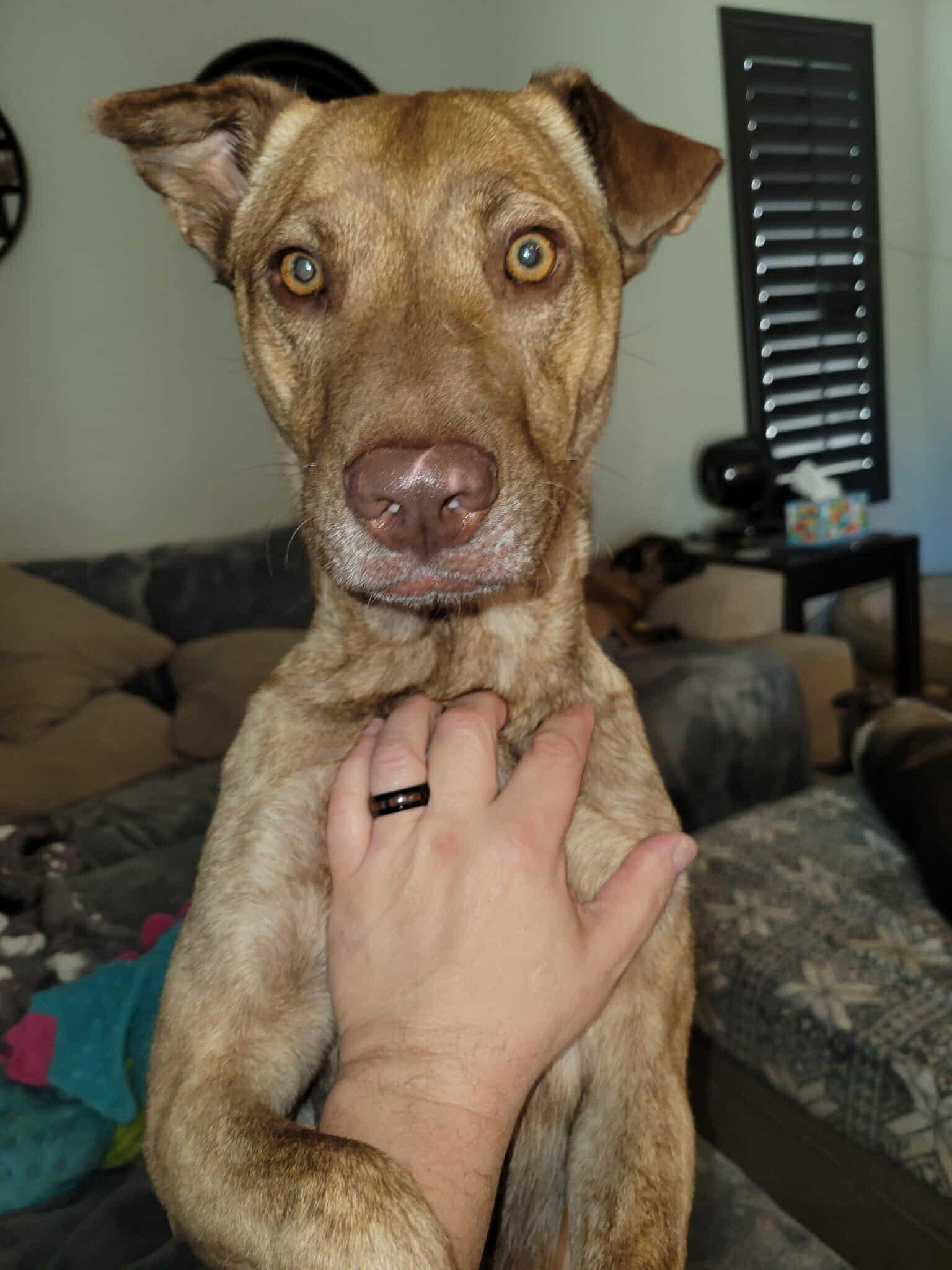 Evie (Snickers), a Adoptable mixed breed in Glendale, AZ image 1/4