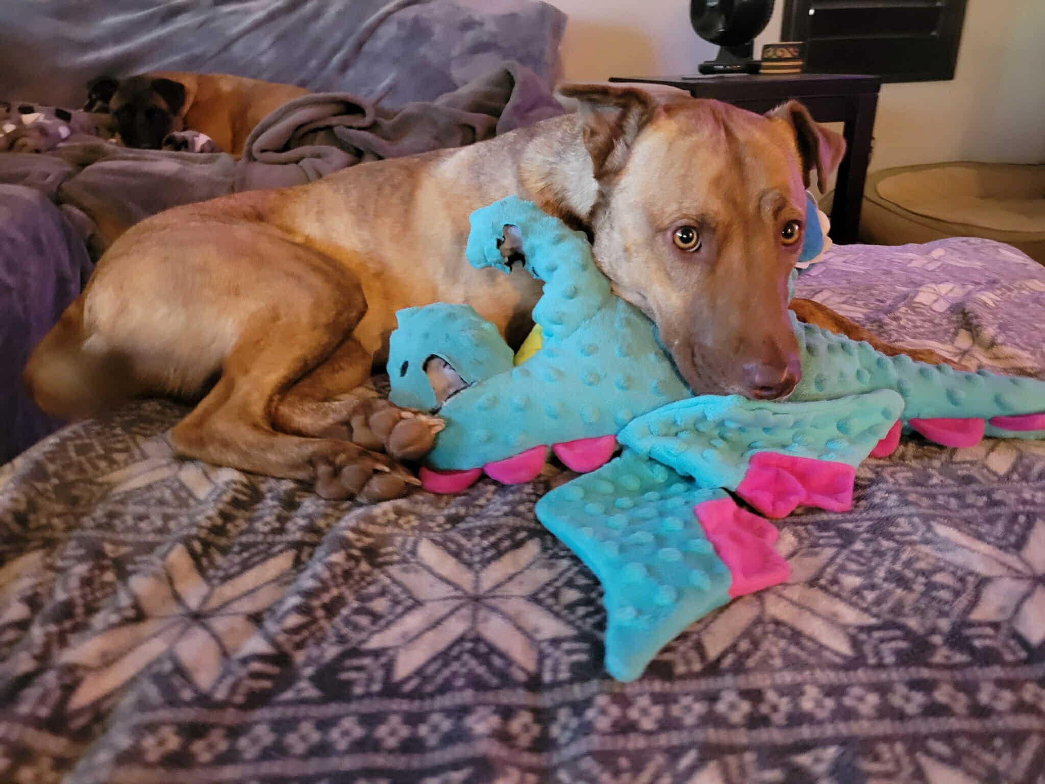 Evie (Snickers), a Adoptable mixed breed in Glendale, AZ image 3/4