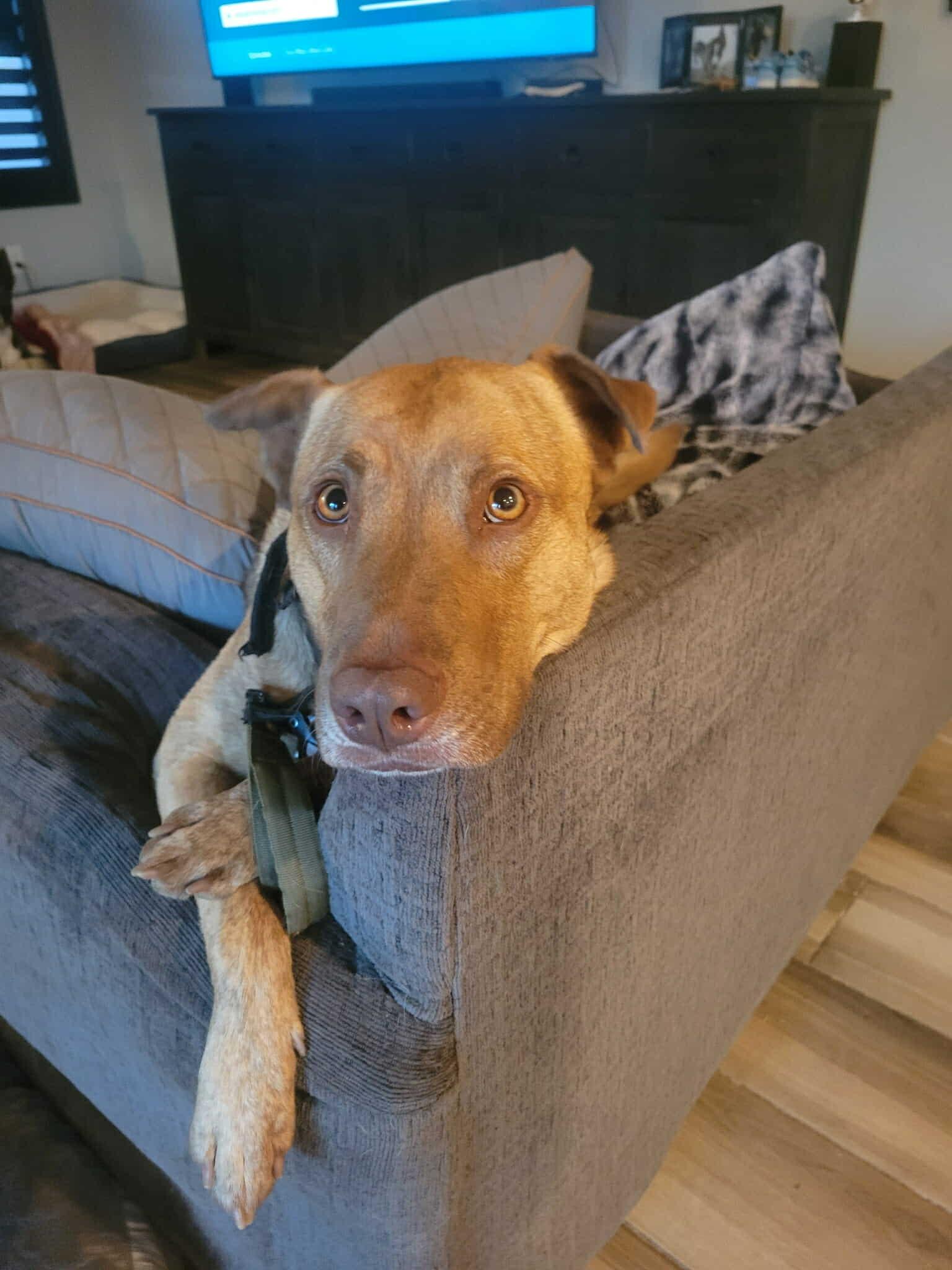 Evie (Snickers), a Adoptable mixed breed in Glendale, AZ image 4/4