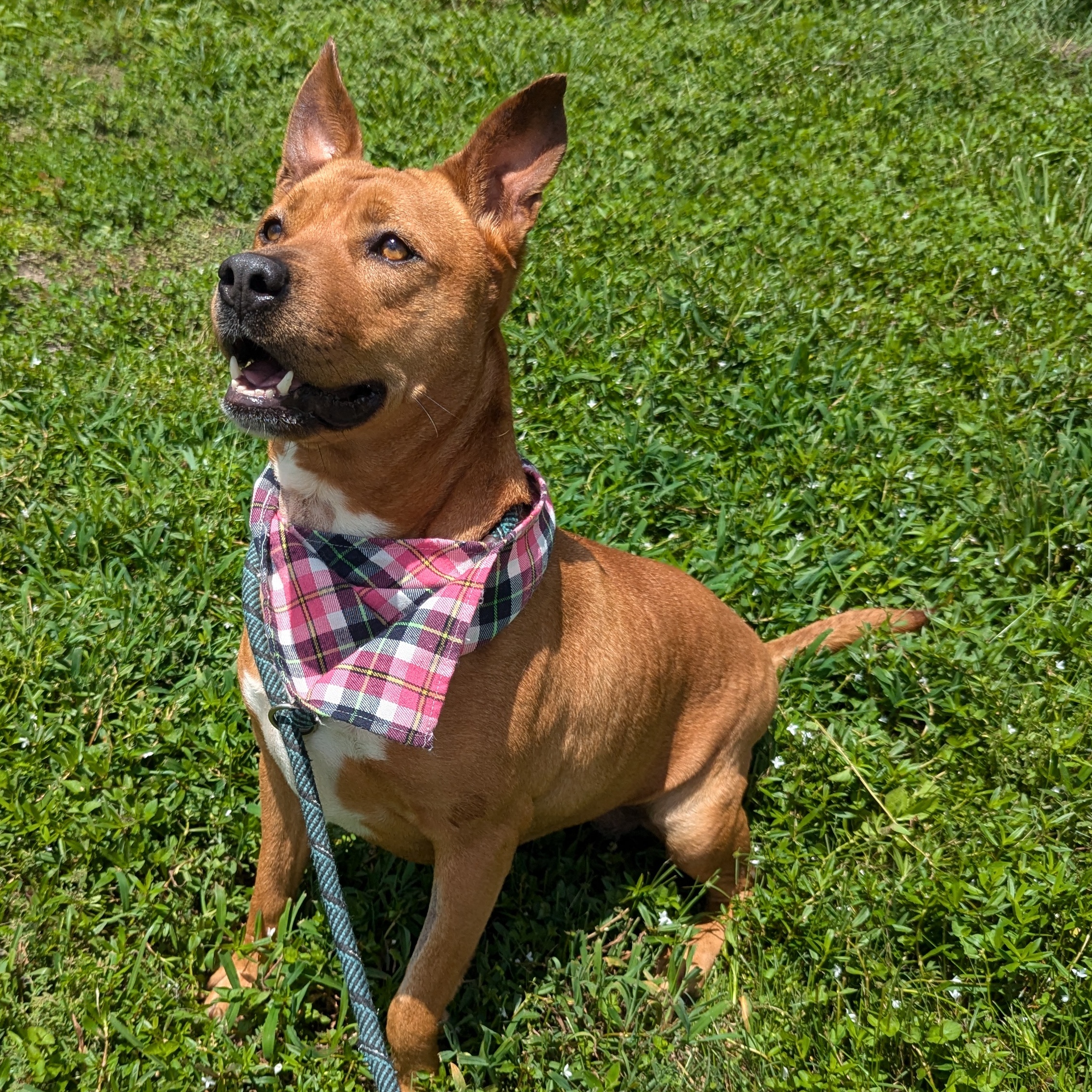 Honey — thumbnail 2