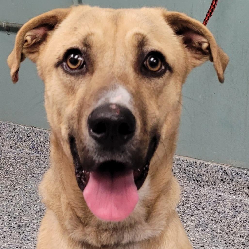 Pogo, Adoptable, Adult Male Hound.