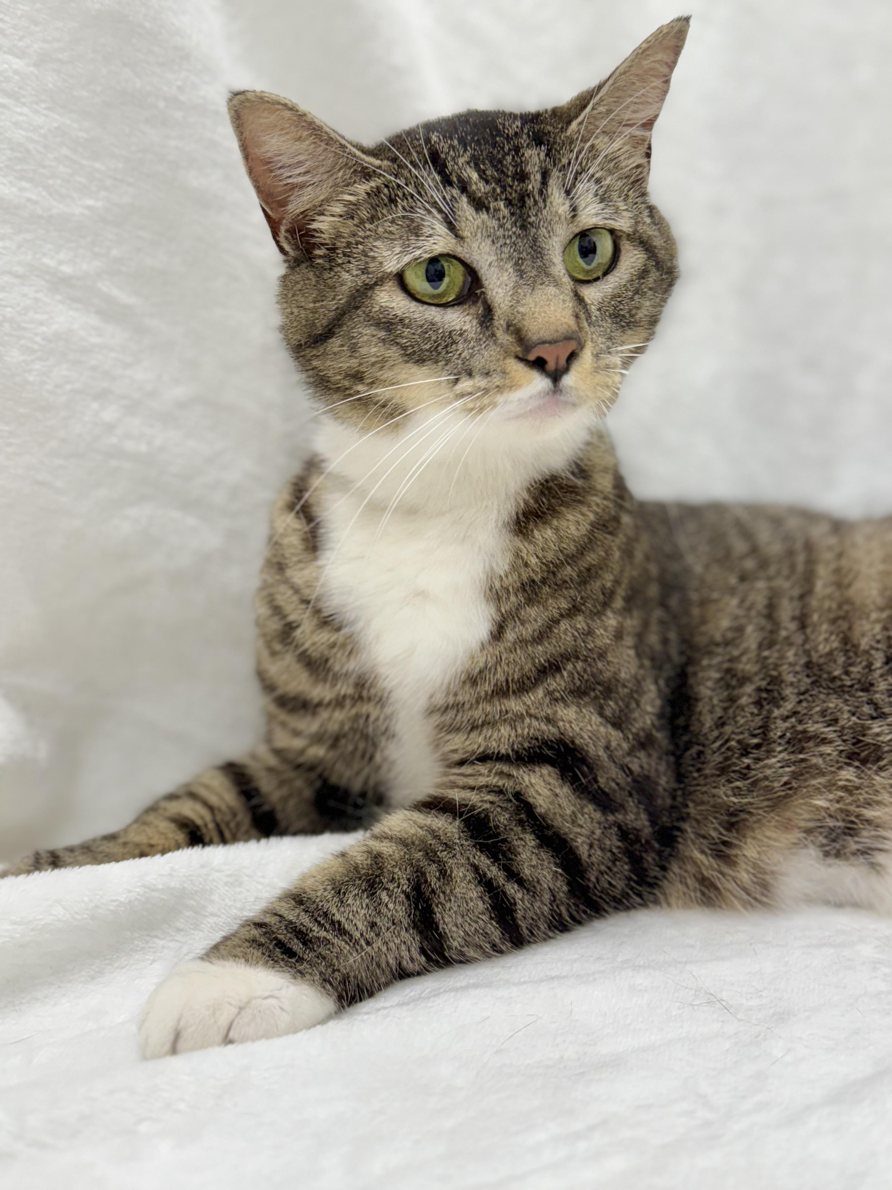 Heather, a Adoptable mixed breed in Greensboro, NC image 3/3