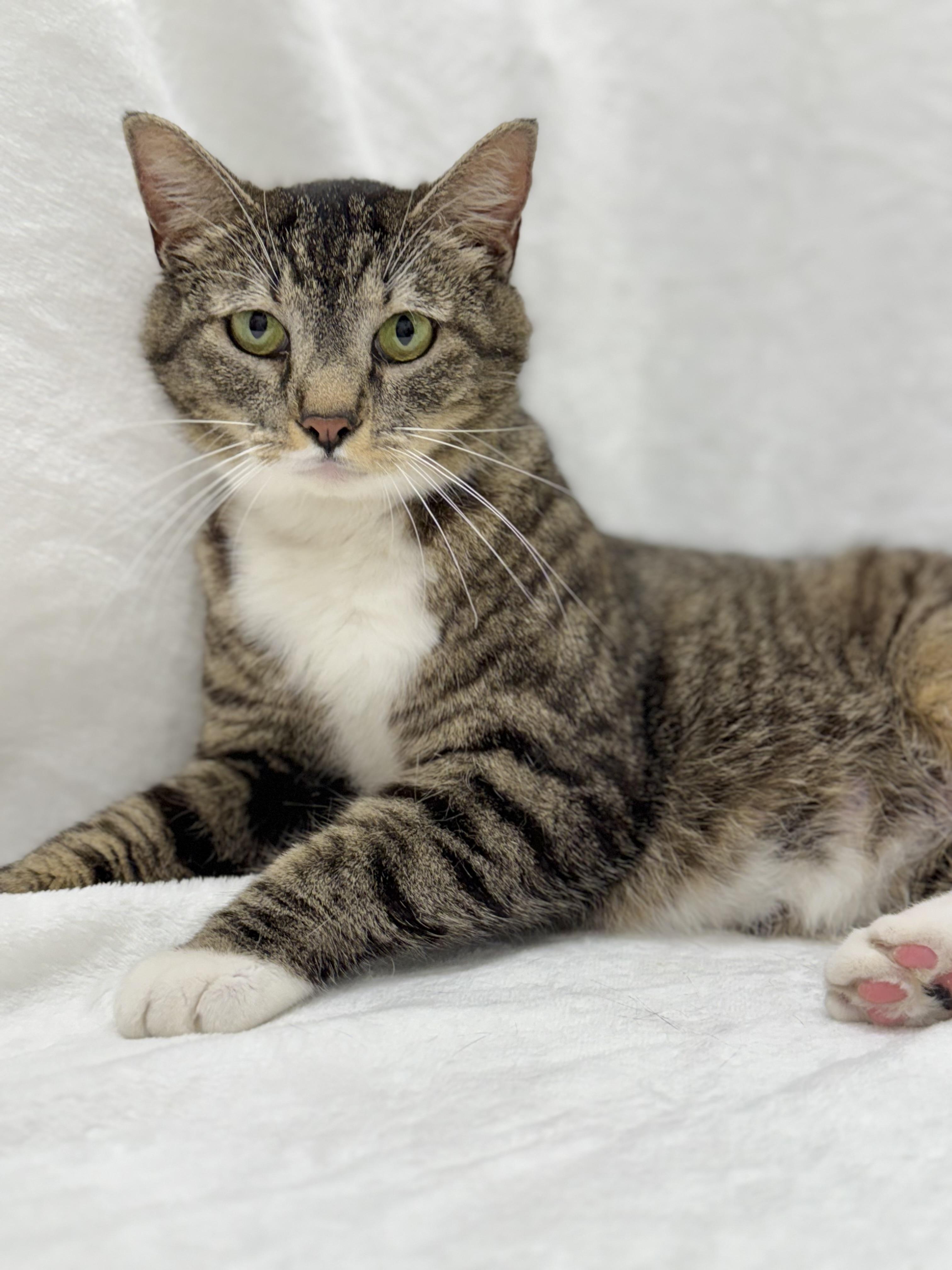 Heather, Adoptable, Adult Female Domestic Short Hair & Tabby.