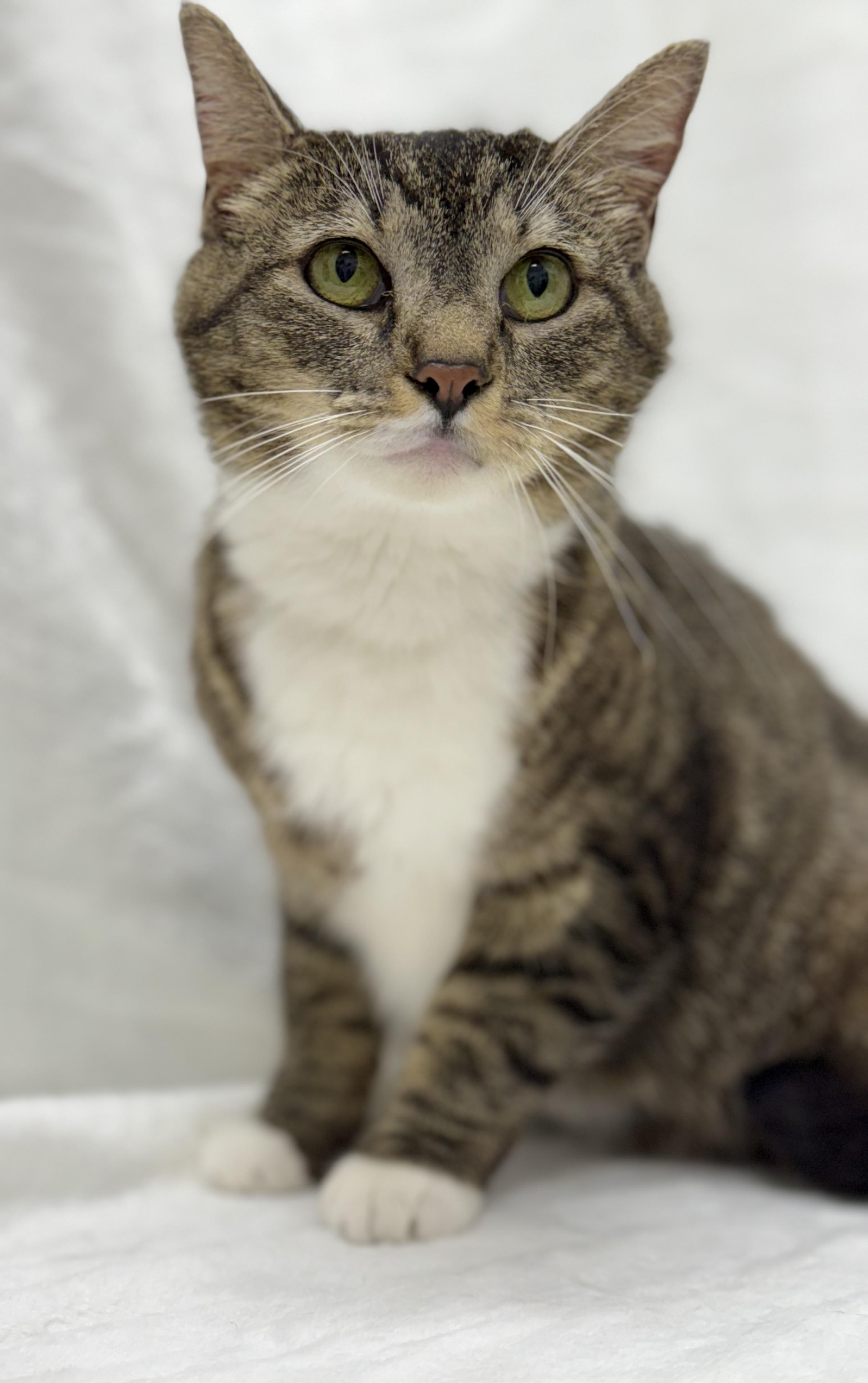 Heather, a Adoptable mixed breed in Greensboro, NC image 2/3