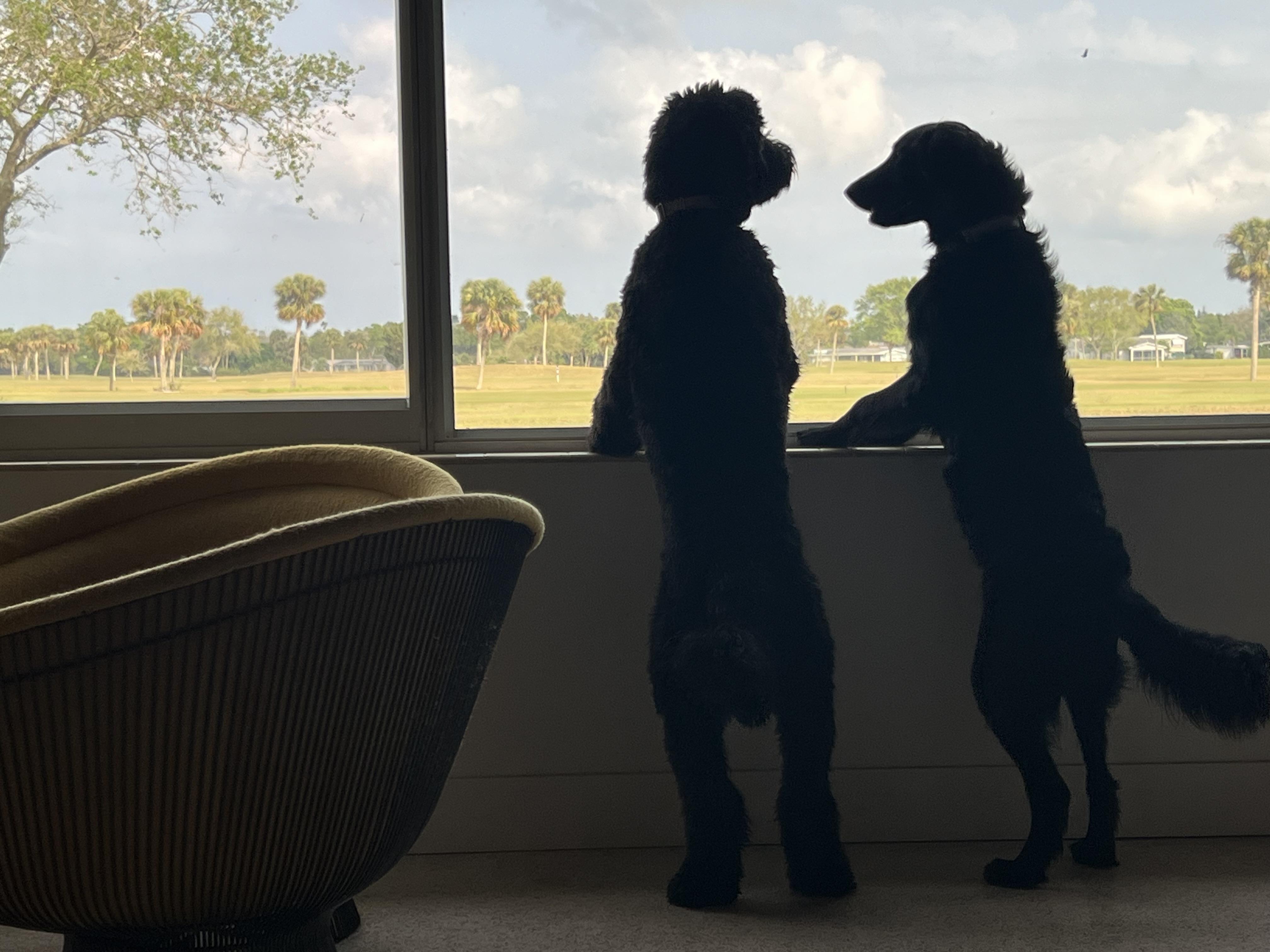 Tabby and Dollface, a Adoptable Goldendoodle in Melbourne, FL image 1/4