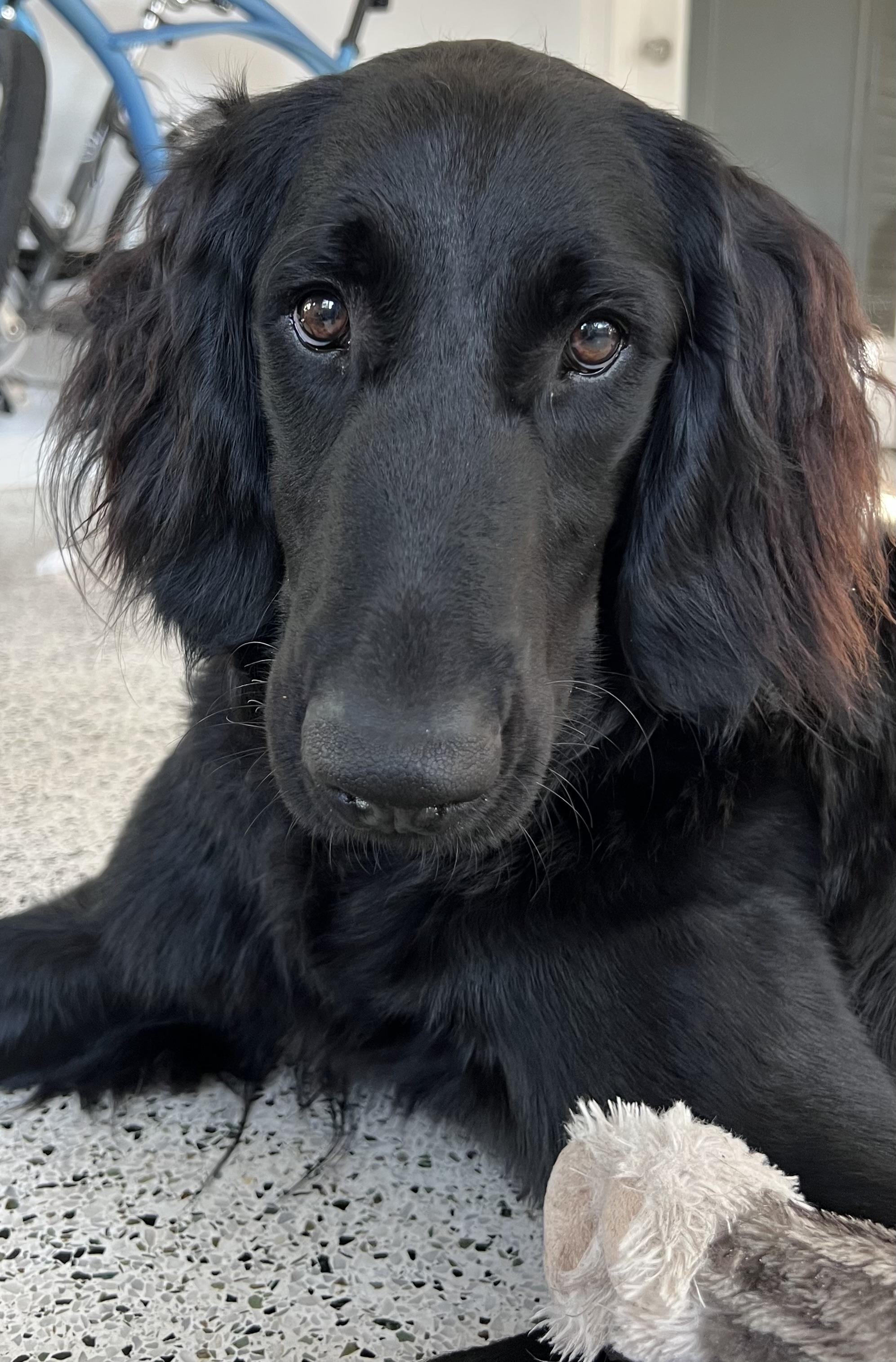 Tabby and Dollface, a Adoptable Goldendoodle in Melbourne, FL image 2/4
