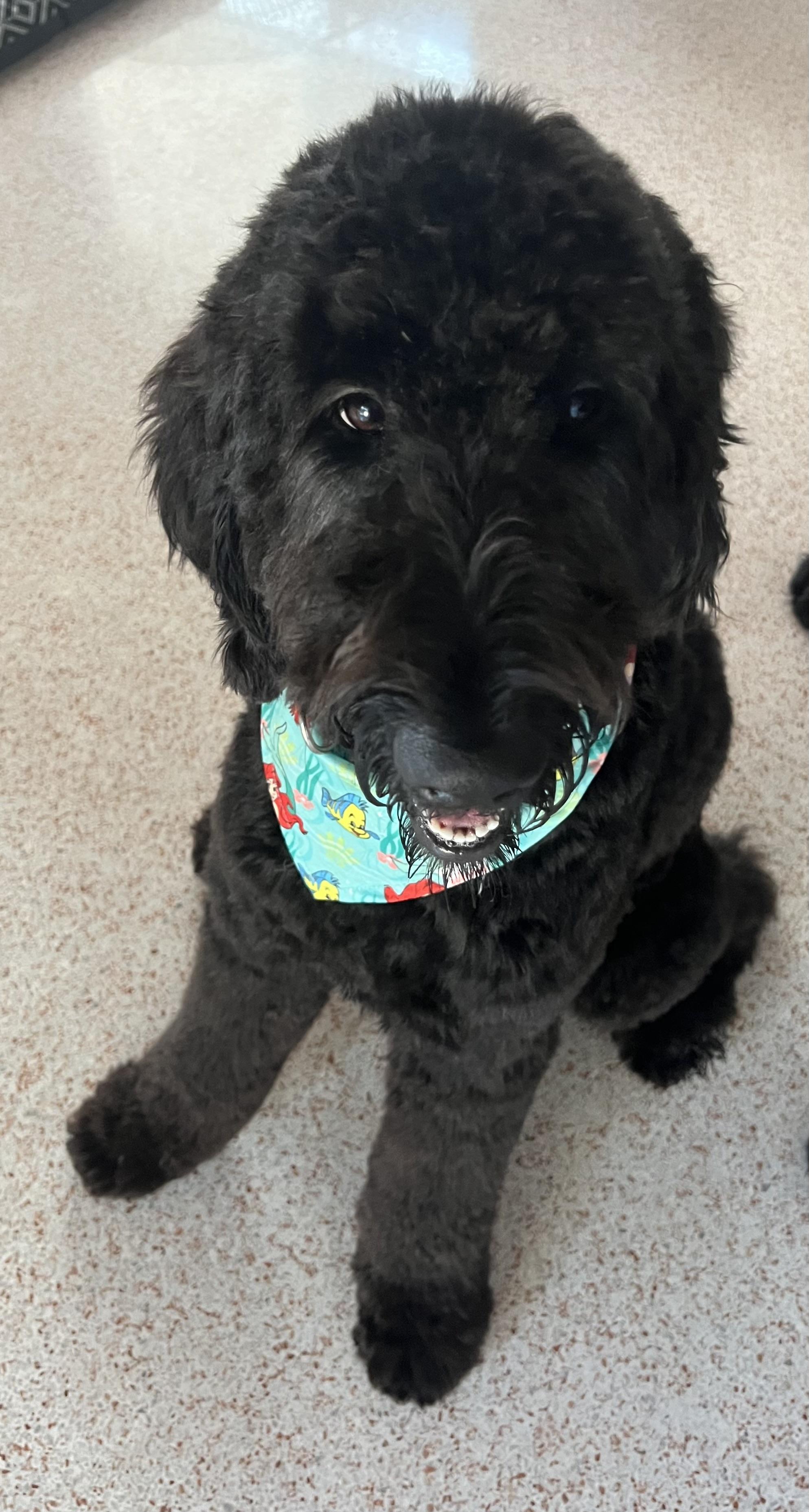 Tabby and Dollface, a Adoptable Goldendoodle in Melbourne, FL image 3/4