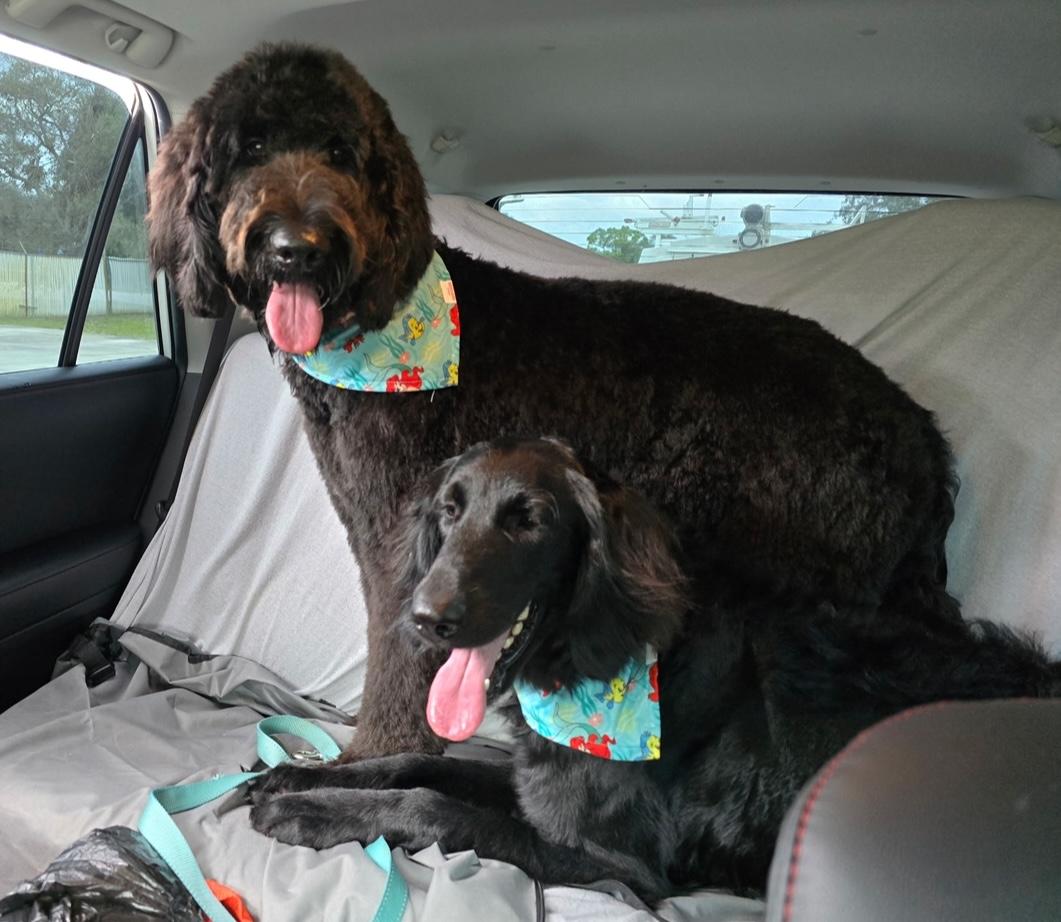 Tabby and Dollface, a Adoptable Goldendoodle in Melbourne, FL image 4/4