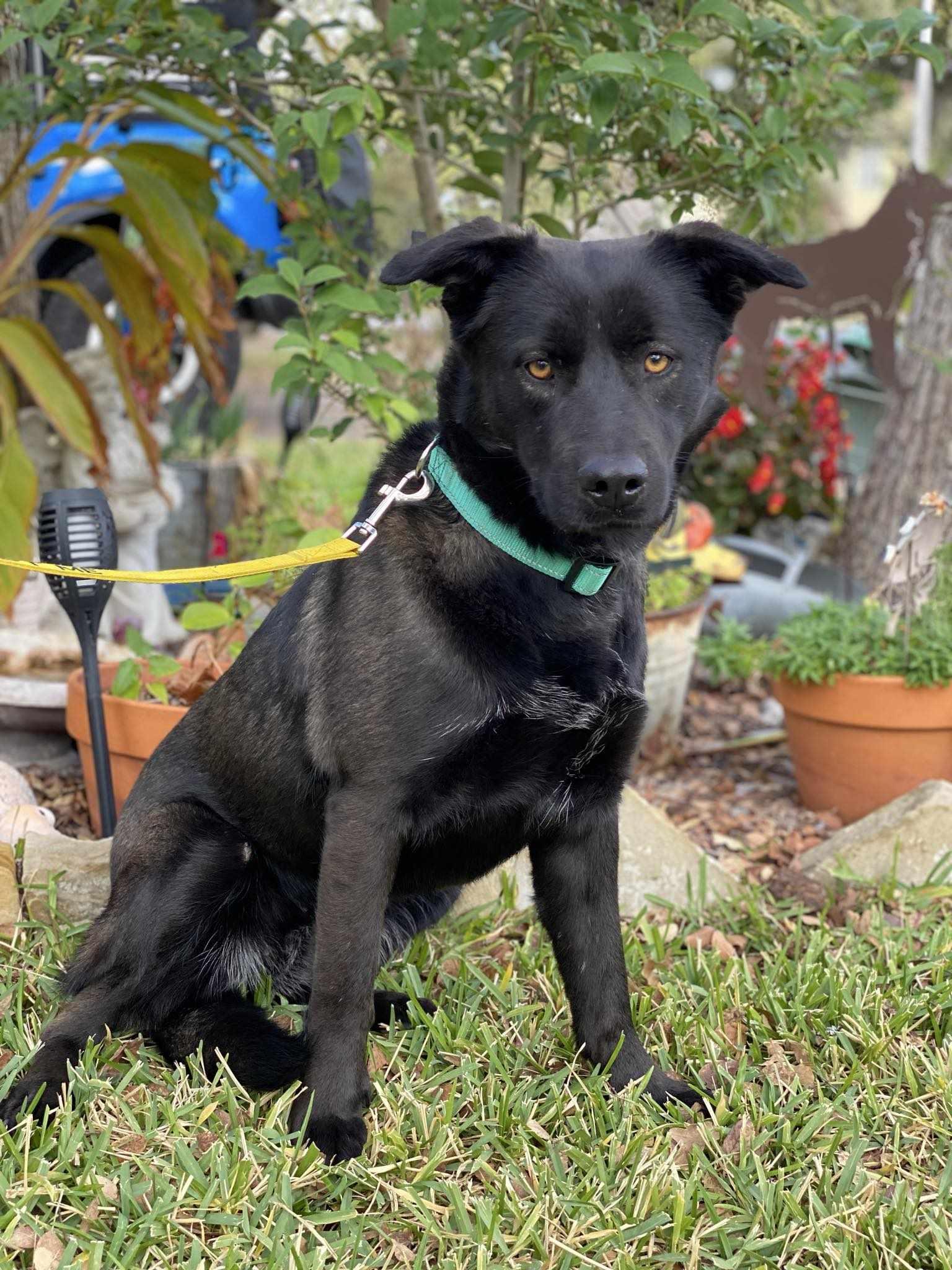 Enlarge Siri aka Shuri, a Adoptable mixed breed in Houston, TX image 1/4